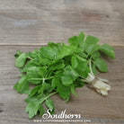 Celery, Cutting (Apium graveolens) - 200 Seeds seed packet from Seed Therapy – American - grown, heirloom seeds