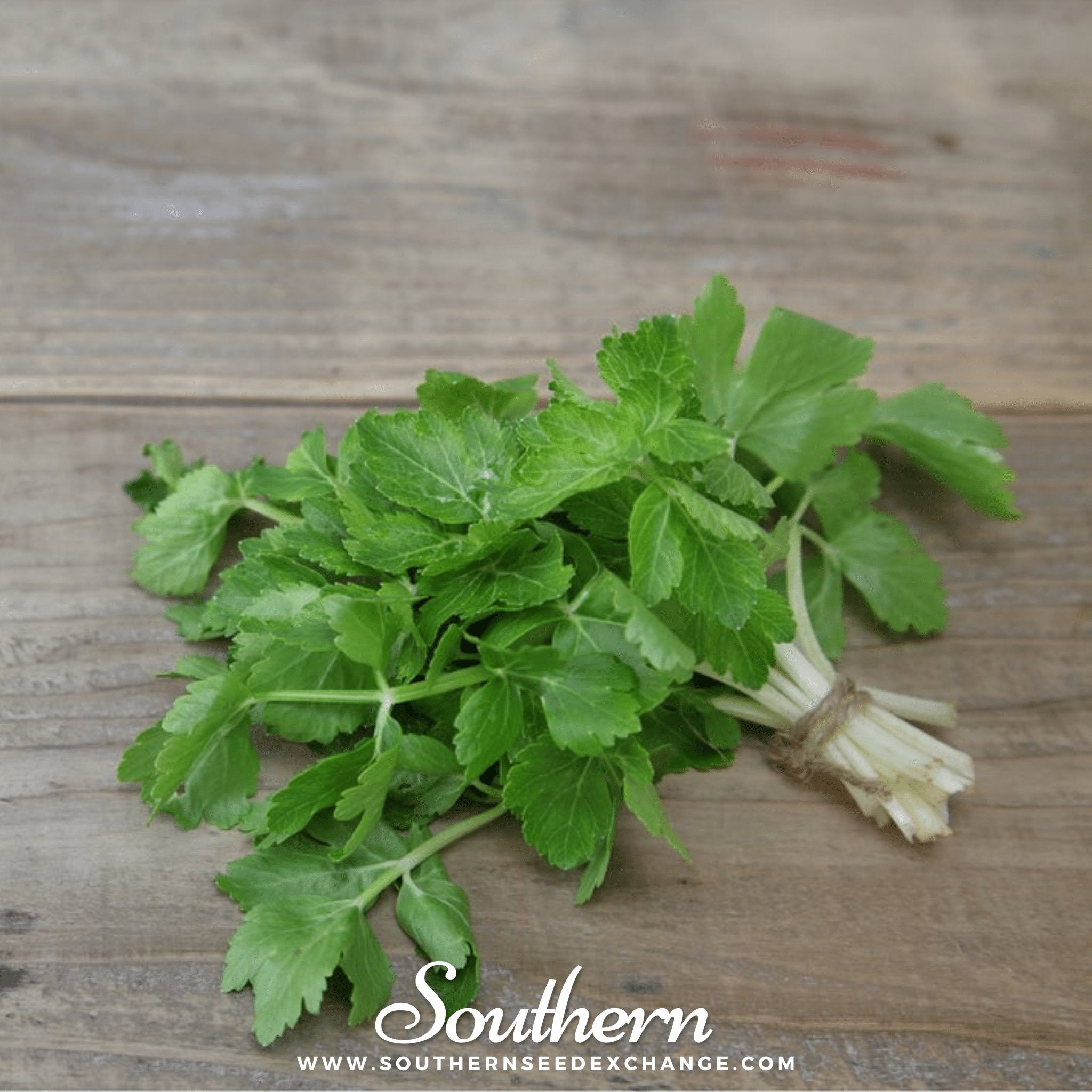 Celery, Cutting (Apium graveolens) - 200 Seeds seed packet from Seed Therapy – American - grown, heirloom seeds