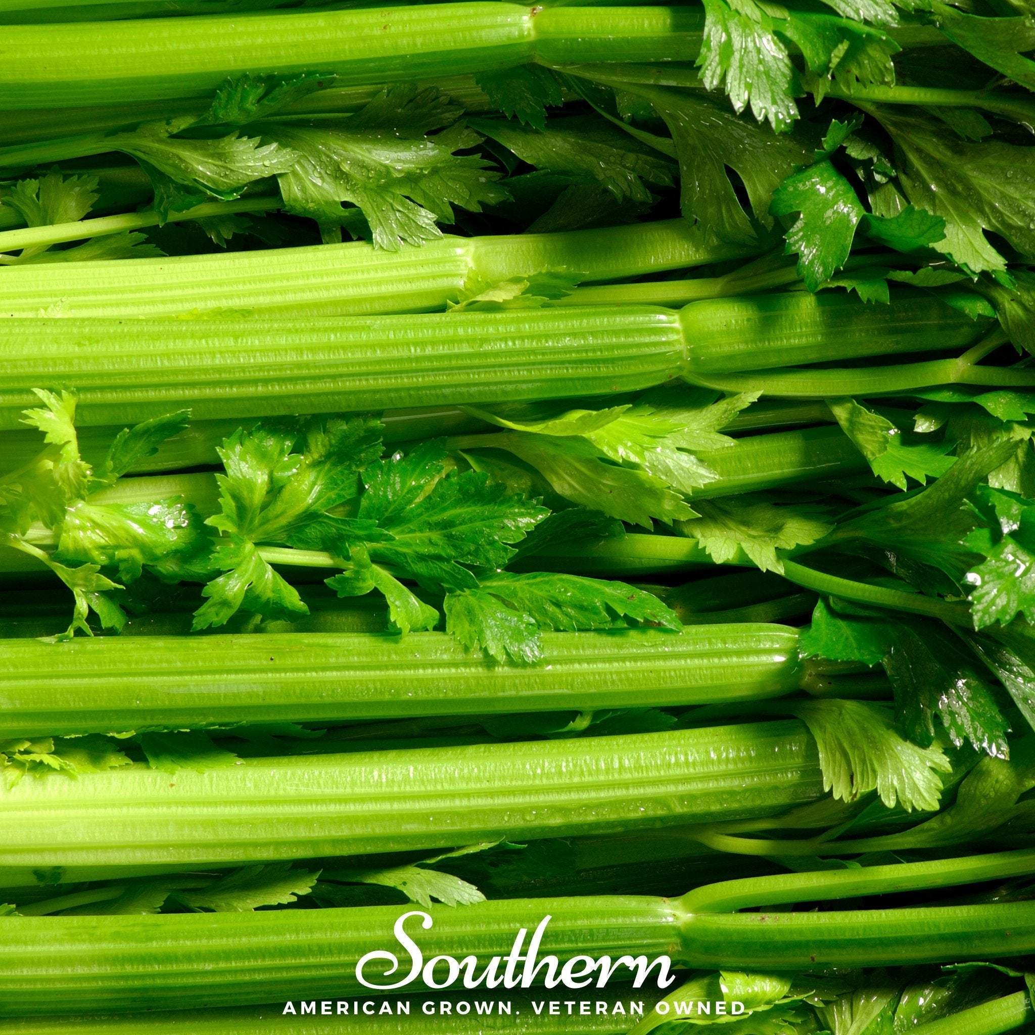 Celery, Tendercrips (Apium graveolens) - 300 Seeds seed packet from Seed Therapy – American - grown, heirloom seeds