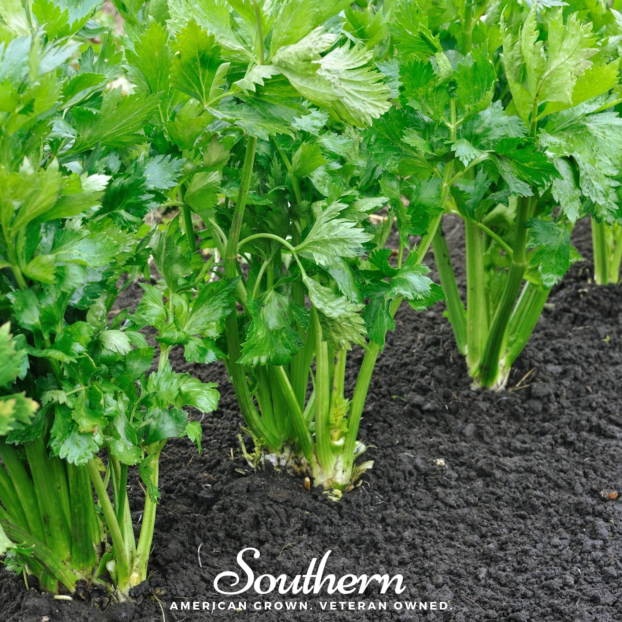 Celery, Tendercrips (Apium graveolens) - 300 Seeds seed packet from Seed Therapy – American - grown, heirloom seeds