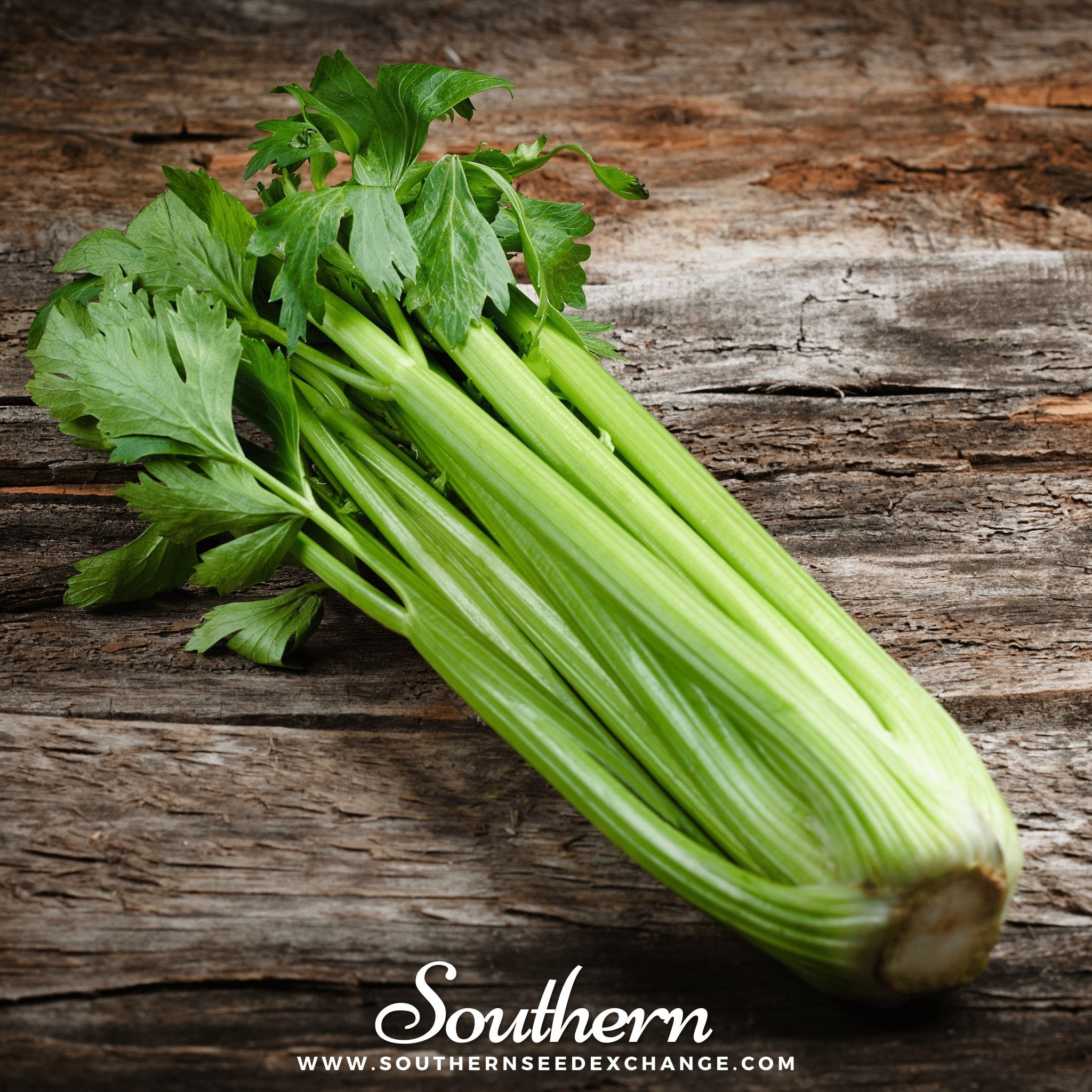 Celery, Utah 52 - 70 (Apium Graveolens) - 300 Seeds seed packet from Seed Therapy – American - grown, heirloom seeds