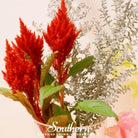Celosia, Nana Glitter Scarlet (Celosia plumosa nana) - 30 Seeds seed packet from Seed Therapy – American - grown, heirloom seeds