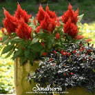 Celosia, Nana Glitter Scarlet (Celosia plumosa nana) - 30 Seeds seed packet from Seed Therapy – American - grown, heirloom seeds