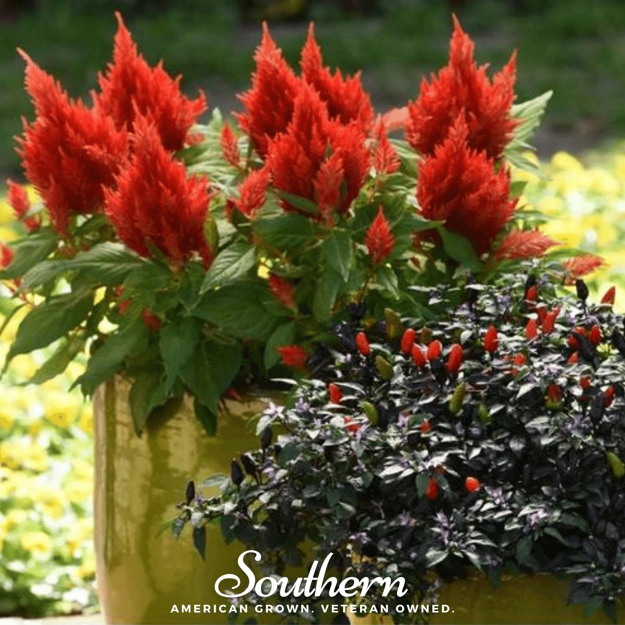 Celosia, Nana Glitter Scarlet (Celosia plumosa nana) - 30 Seeds seed packet from Seed Therapy – American - grown, heirloom seeds