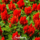 Celosia, Nana Glitter Scarlet (Celosia plumosa nana) - 30 Seeds seed packet from Seed Therapy – American - grown, heirloom seeds