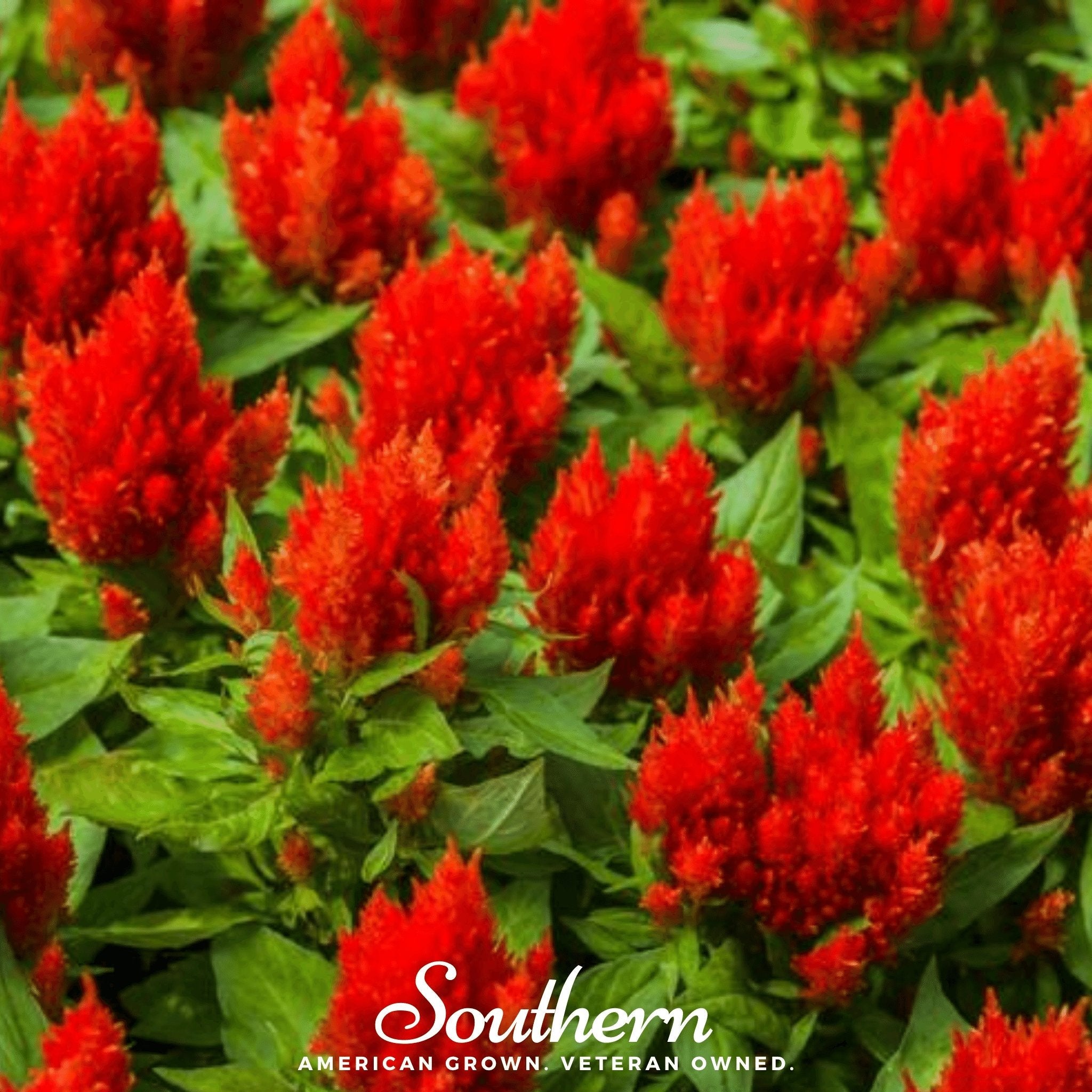 Celosia, Nana Glitter Scarlet (Celosia plumosa nana) - 30 Seeds seed packet from Seed Therapy – American - grown, heirloom seeds
