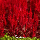Celosia, Nana Glitter Scarlet (Celosia plumosa nana) - 30 Seeds seed packet from Seed Therapy – American - grown, heirloom seeds
