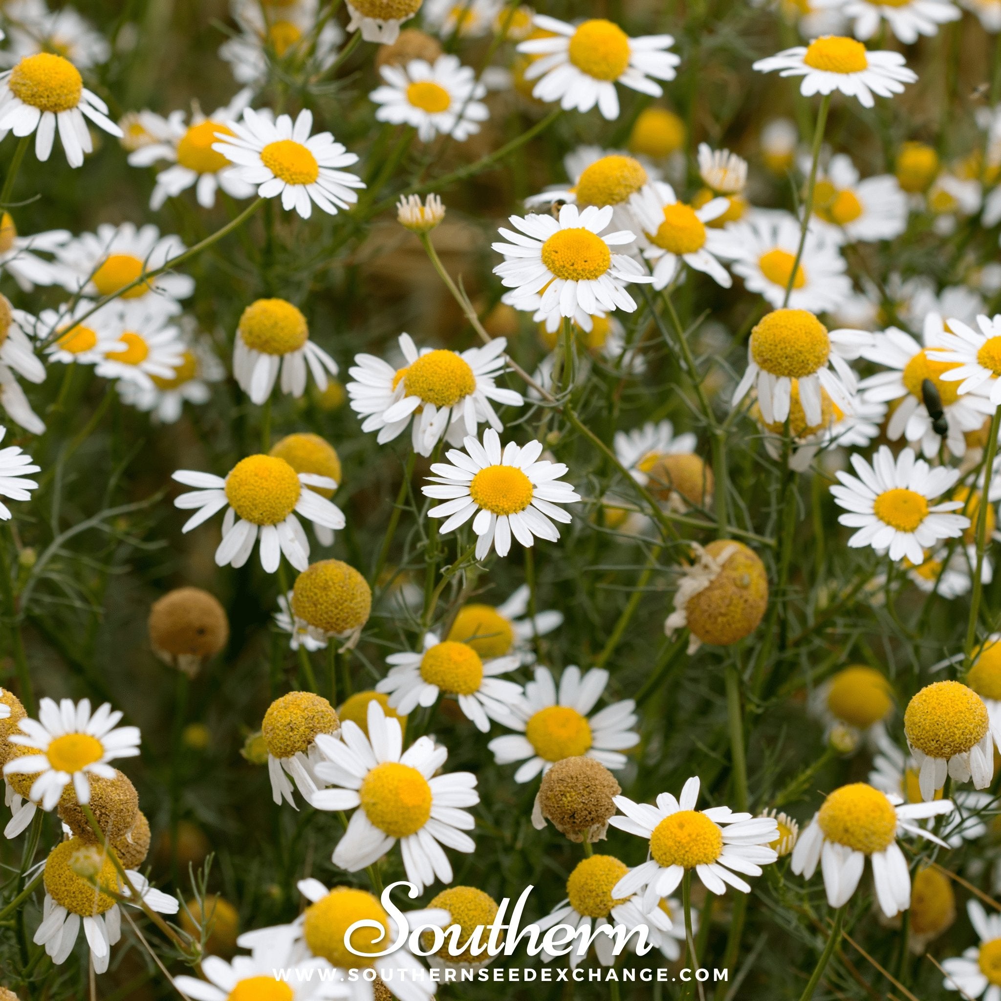 Chamomile, German (Matricaria Recutita) - 200 Seeds seed packet from Seed Therapy – American - grown, heirloom seeds