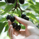 Cherry, Black (Prunus serotina) - 15 Seeds seed packet from Seed Therapy – American - grown, heirloom seeds