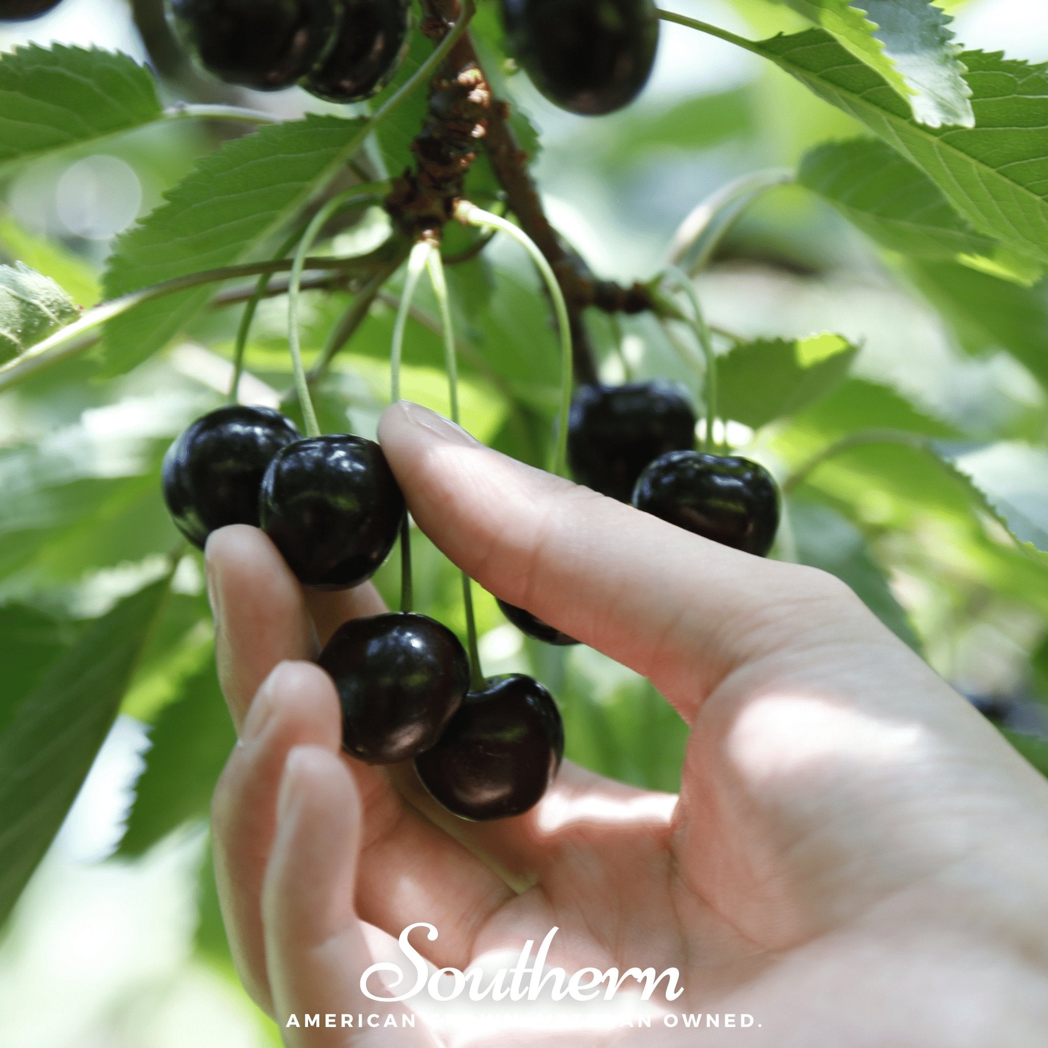 Cherry, Black (Prunus serotina) - 15 Seeds seed packet from Seed Therapy – American - grown, heirloom seeds