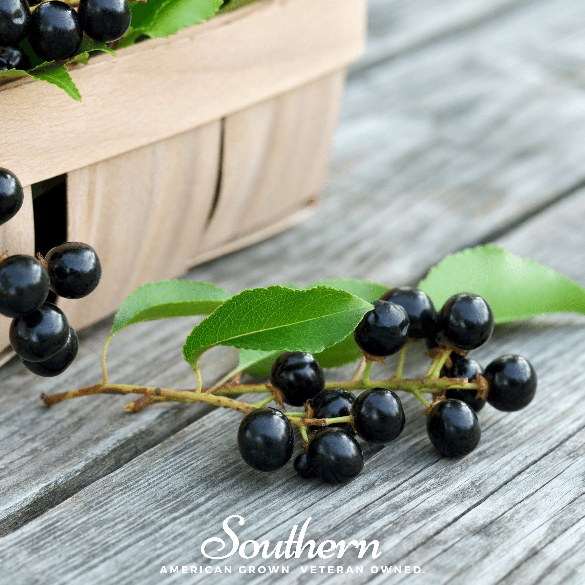 Cherry, Black (Prunus serotina) - 15 Seeds seed packet from Seed Therapy – American - grown, heirloom seeds