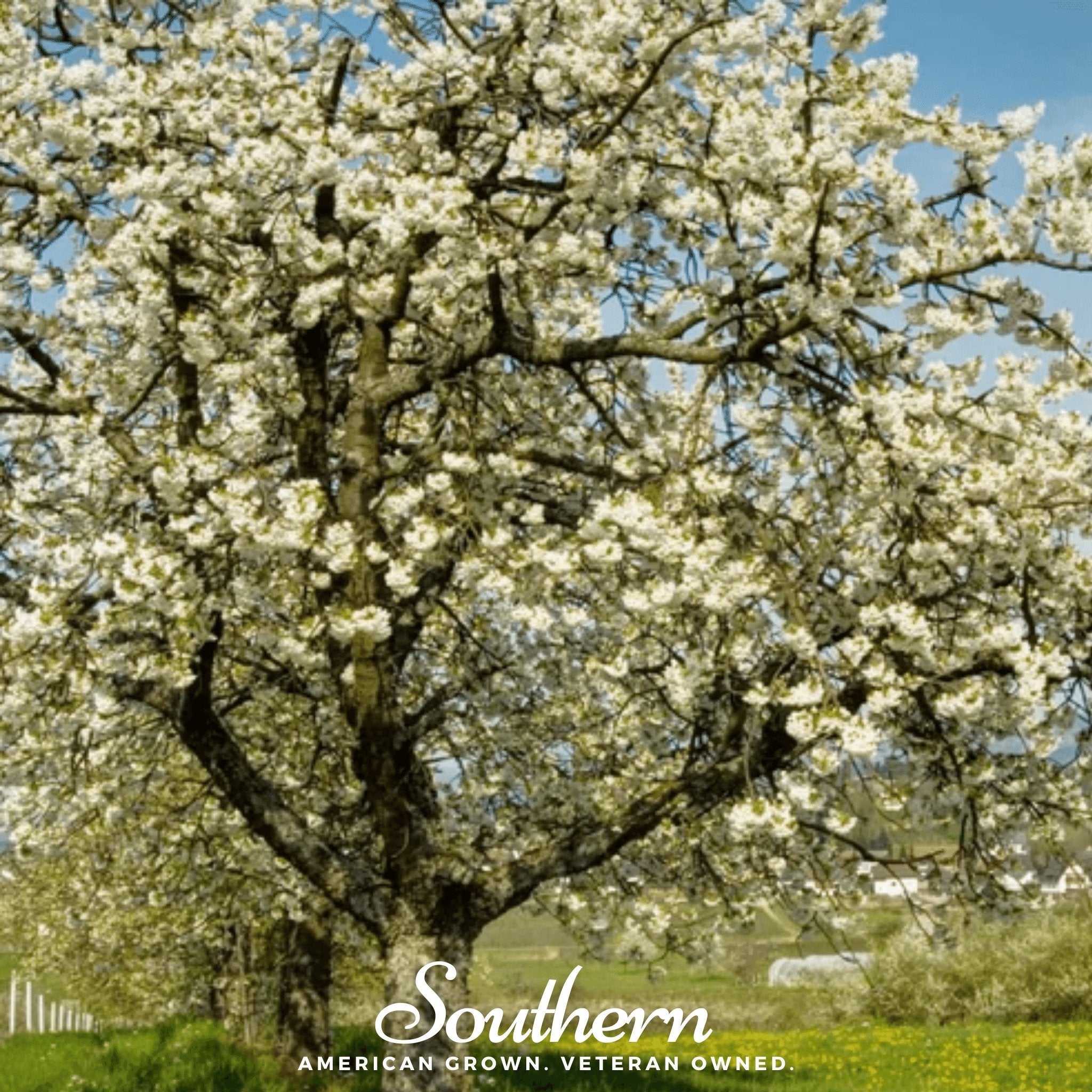 Cherry, Black (Prunus serotina) - 15 Seeds seed packet from Seed Therapy – American - grown, heirloom seeds