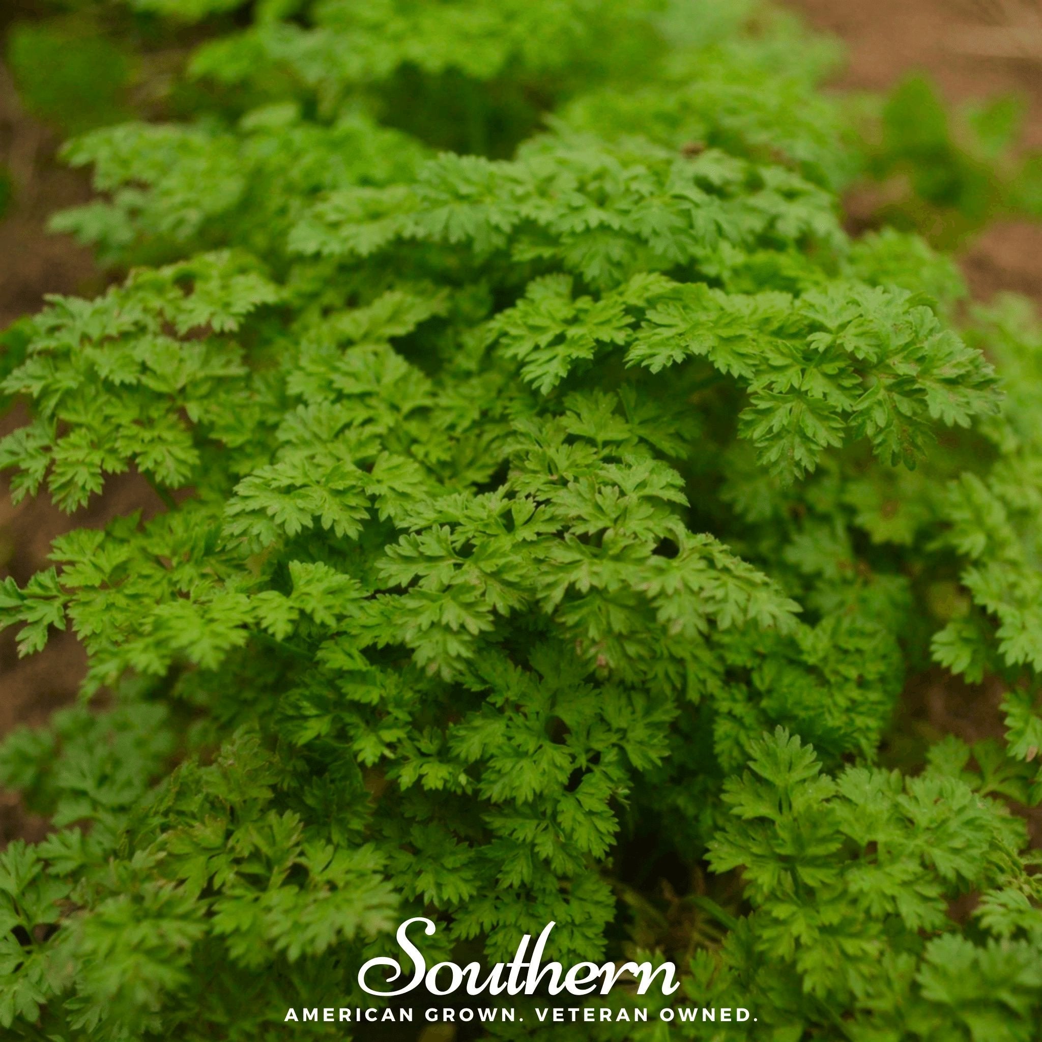 Chervil, Curled (Anthiscus cerefolium) - 200 Seeds seed packet from Seed Therapy – American - grown, heirloom seeds