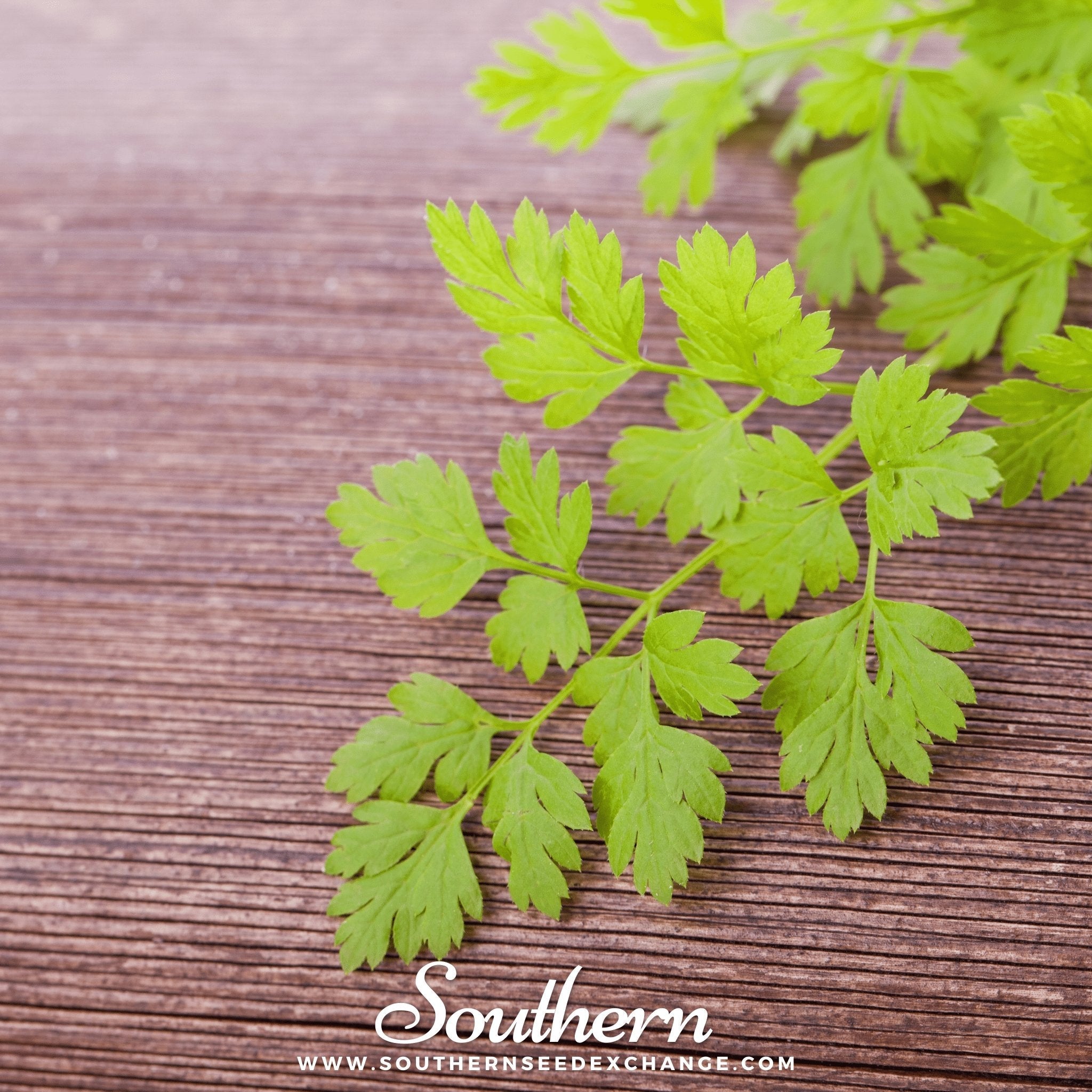 Chervil, Flat (Anthiscus cerefolium) - 200 Seeds seed packet from Seed Therapy – American - grown, heirloom seeds