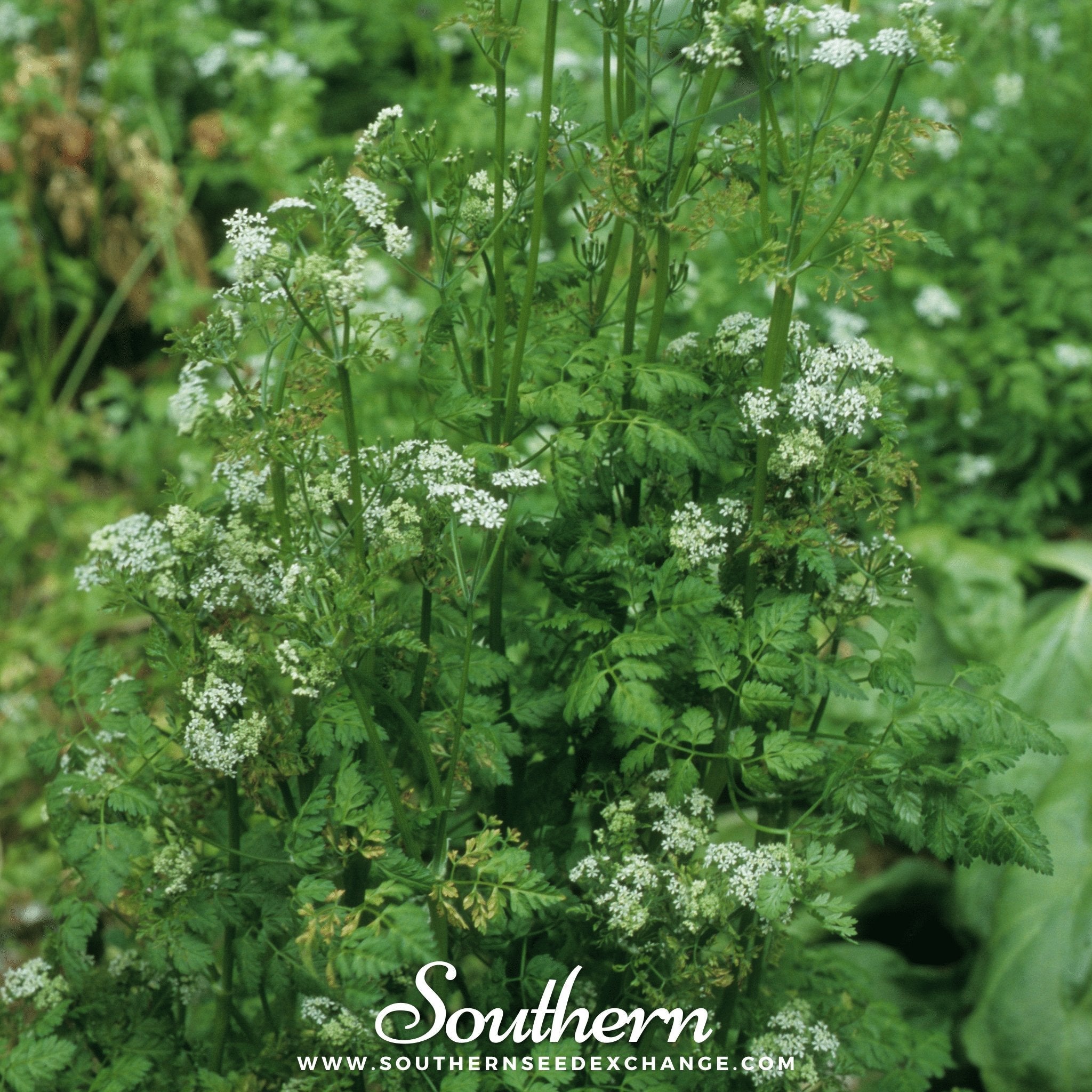 Chervil, Flat (Anthiscus cerefolium) - 200 Seeds seed packet from Seed Therapy – American - grown, heirloom seeds
