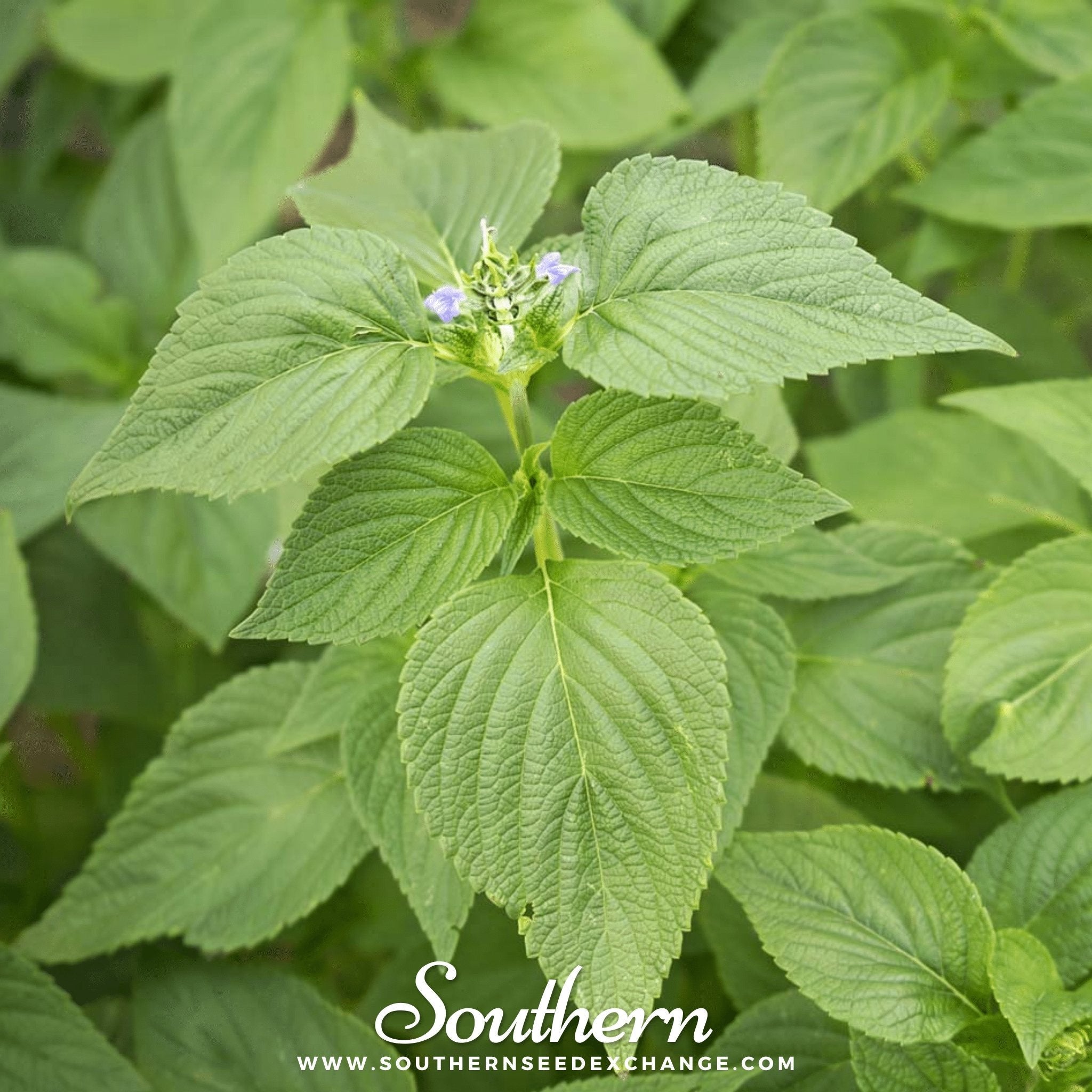 Chia (Salvia Hispanica) - 250 Seeds seed packet from Seed Therapy – American - grown, heirloom seeds