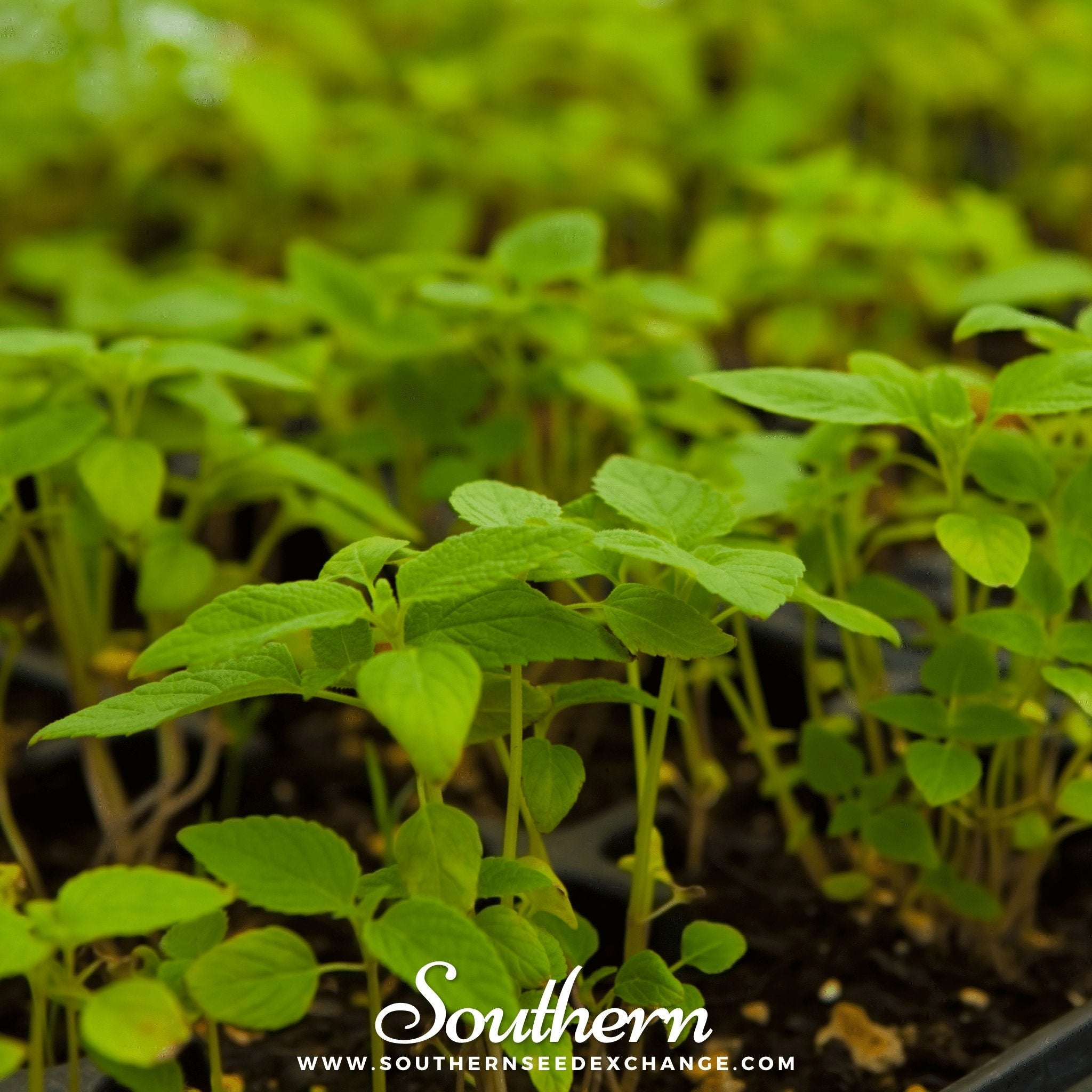Chia (Salvia Hispanica) - 250 Seeds seed packet from Seed Therapy – American - grown, heirloom seeds