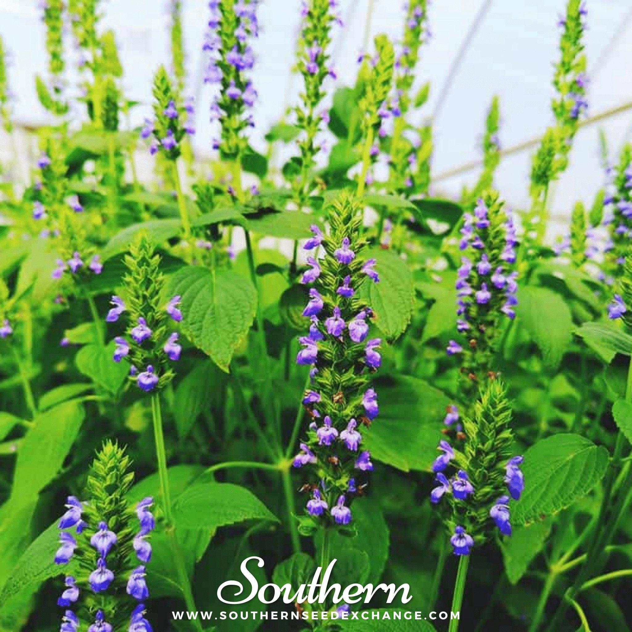 Chia (Salvia Hispanica) - 250 Seeds seed packet from Seed Therapy – American - grown, heirloom seeds