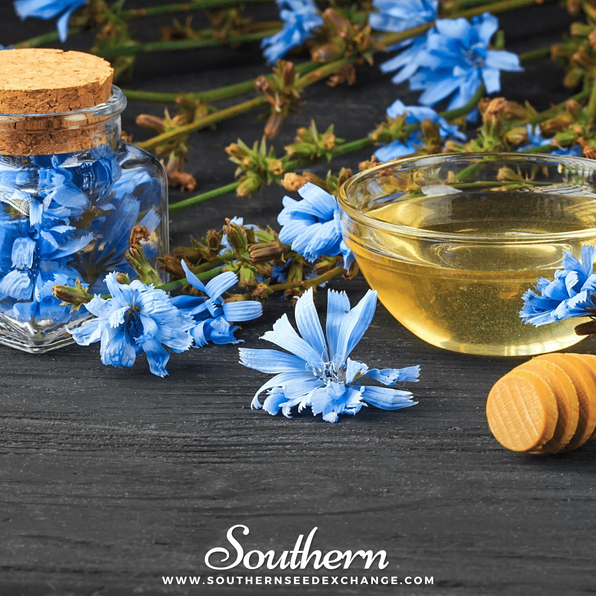 Chicory (Cichorium Intybus) - 200 Seeds seed packet from Seed Therapy – American - grown, heirloom seeds