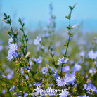 Chicory (Cichorium Intybus) - 200 Seeds seed packet from Seed Therapy – American - grown, heirloom seeds