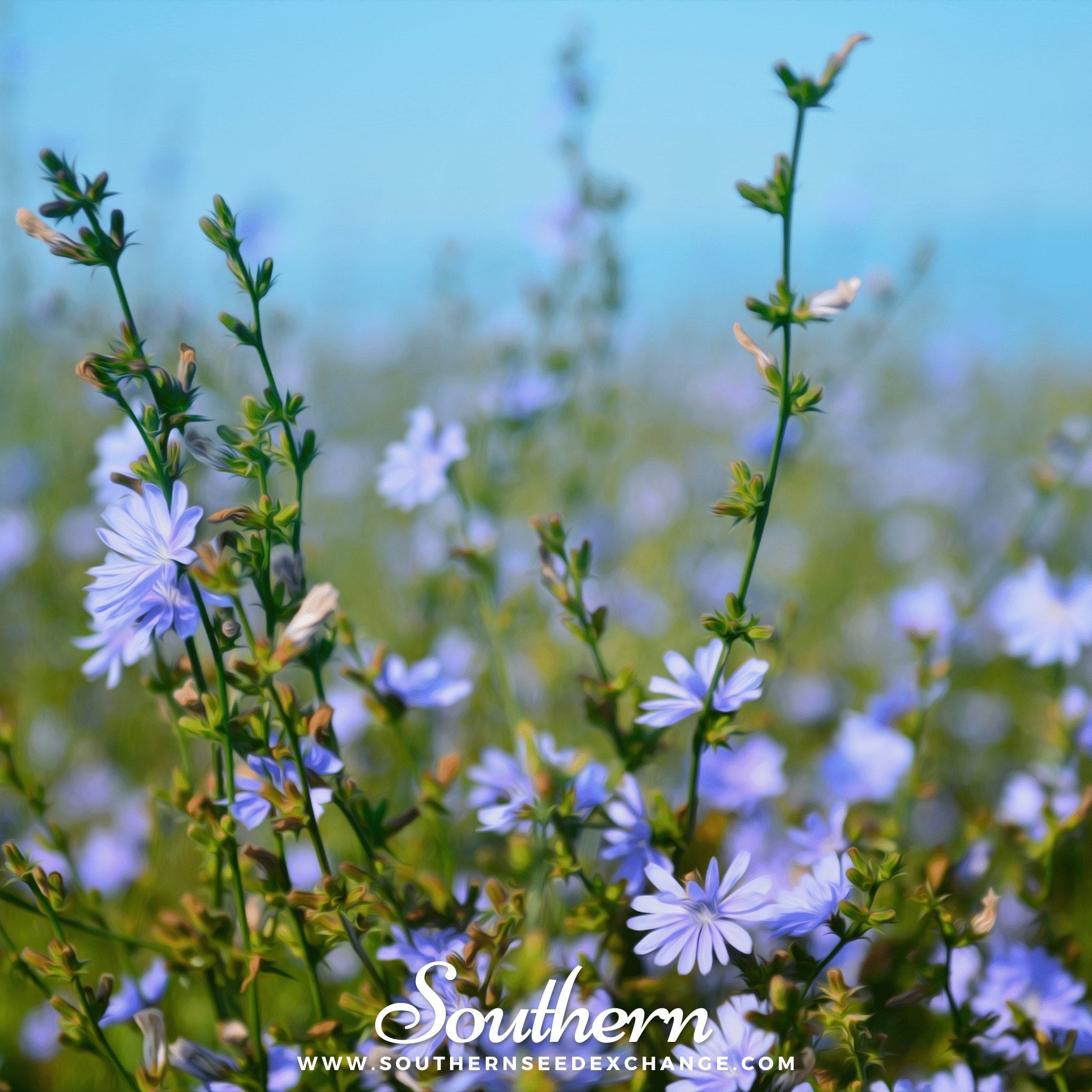 Chicory (Cichorium Intybus) - 200 Seeds seed packet from Seed Therapy – American - grown, heirloom seeds
