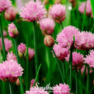 Chives (Allium Schoenoprasum) - 100 Seeds seed packet from Seed Therapy – American - grown, heirloom seeds