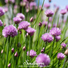 Chives (Allium Schoenoprasum) - 100 Seeds seed packet from Seed Therapy – American - grown, heirloom seeds