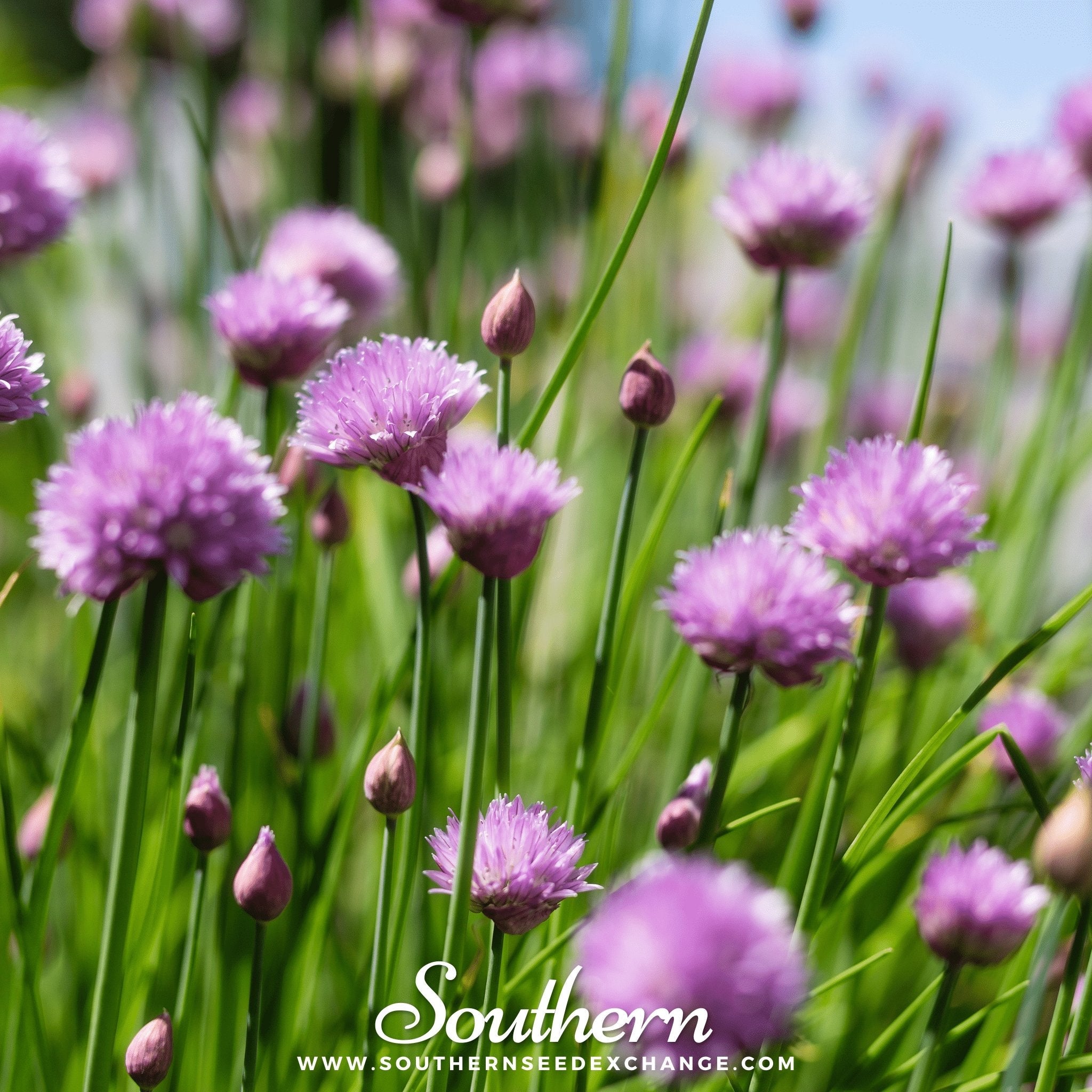 Chives (Allium Schoenoprasum) - 100 Seeds seed packet from Seed Therapy – American - grown, heirloom seeds