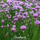 Chives (Allium Schoenoprasum) - 100 Seeds seed packet from Seed Therapy – American - grown, heirloom seeds