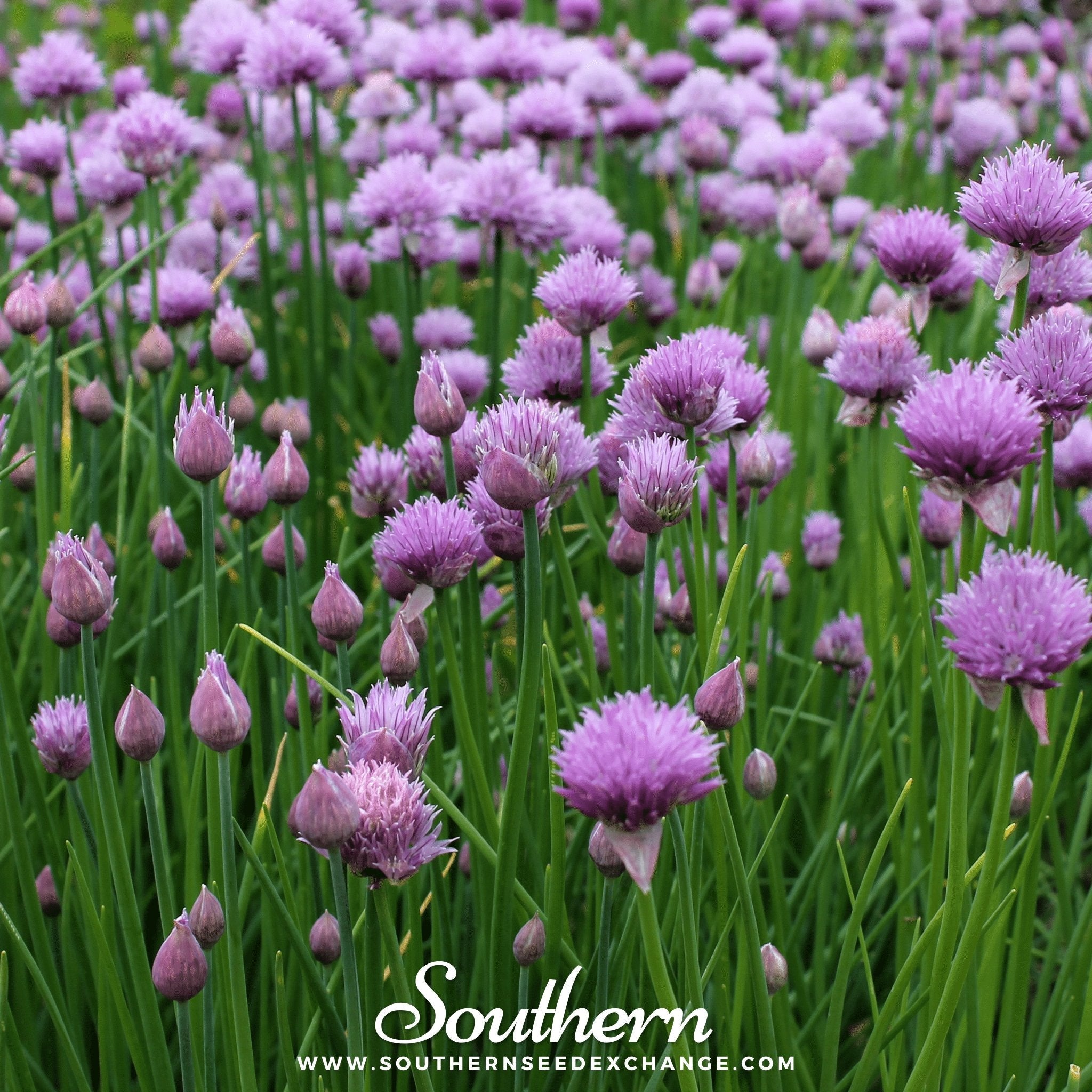 Chives (Allium Schoenoprasum) - 100 Seeds seed packet from Seed Therapy – American - grown, heirloom seeds