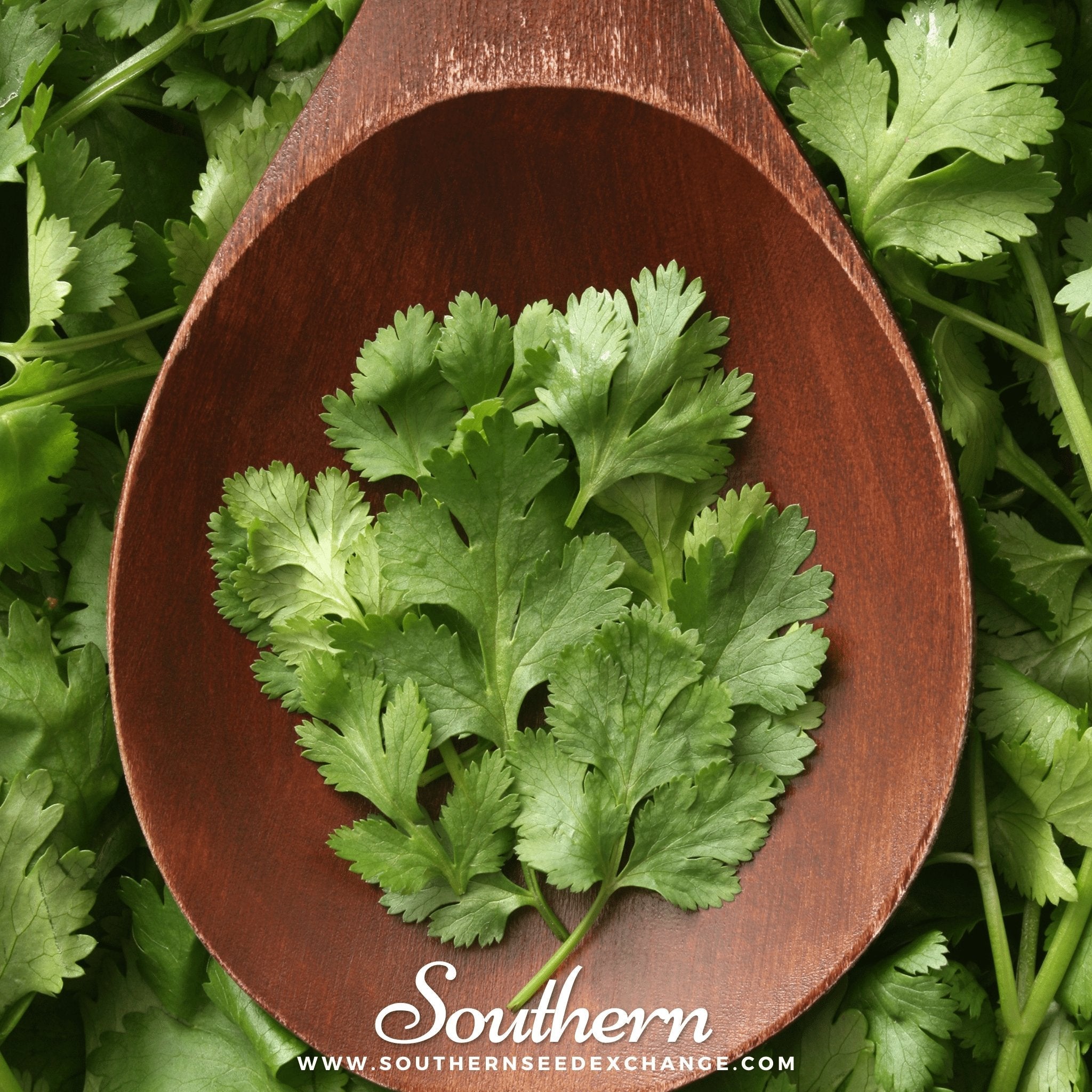 Cilantro, Calypso (Coriandrum sativum) - 100 Seeds seed packet from Seed Therapy – American - grown, heirloom seeds