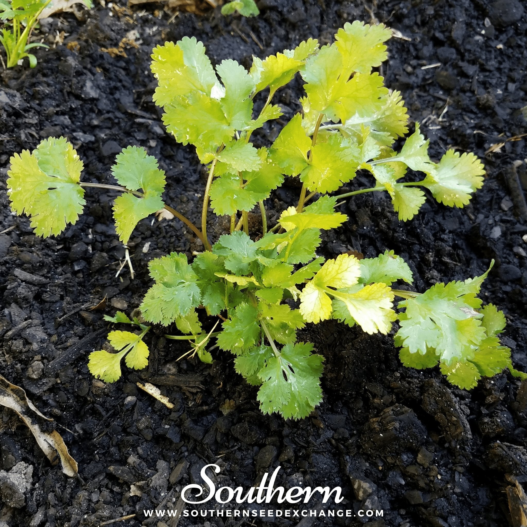 Cilantro, Santo (Coriandrum sativum) - 100 Seeds seed packet from Seed Therapy – American - grown, heirloom seeds