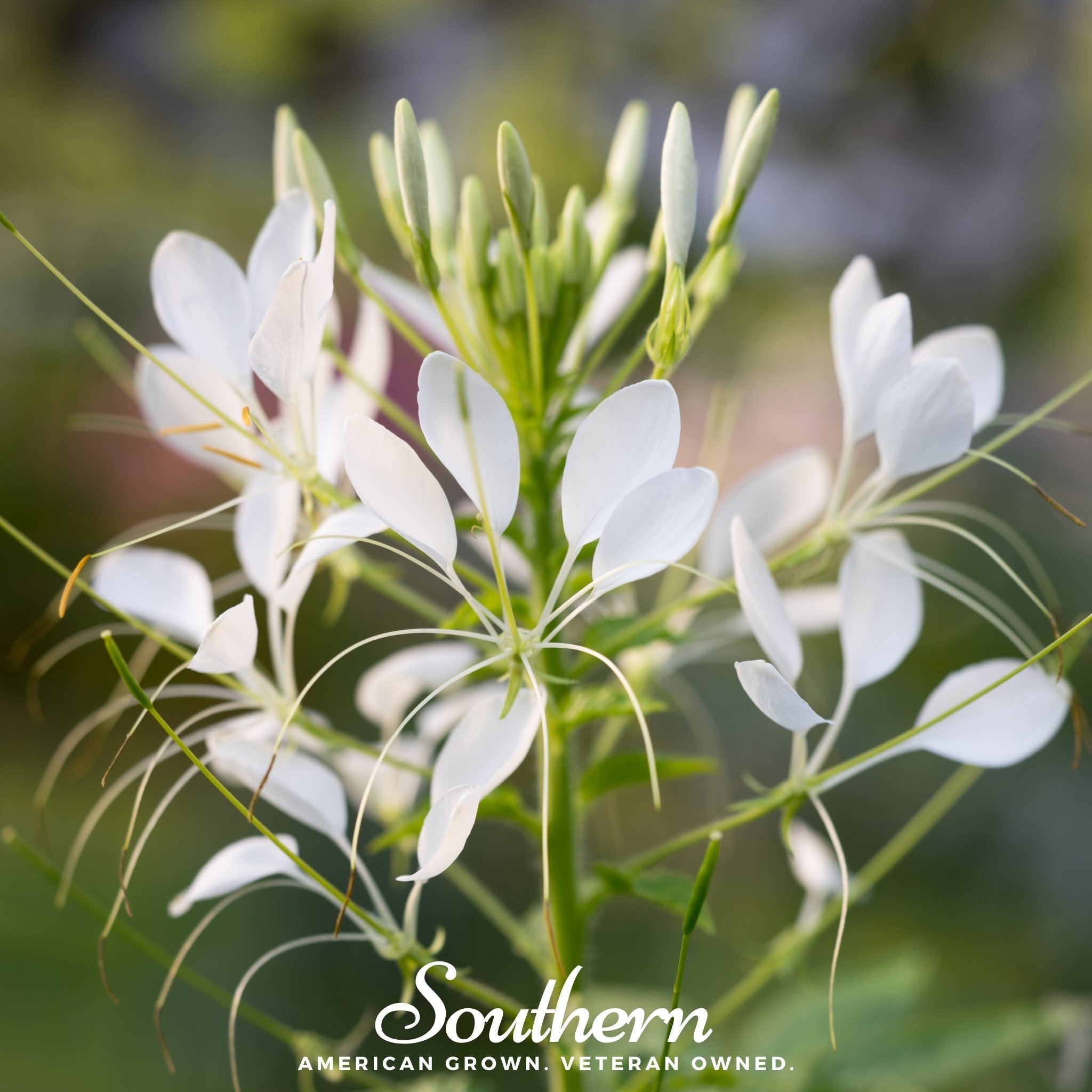Cleome, Spider Flower (Cleome hassleriana) - 50 Seeds seed packet from Seed Therapy – American - grown, heirloom seeds