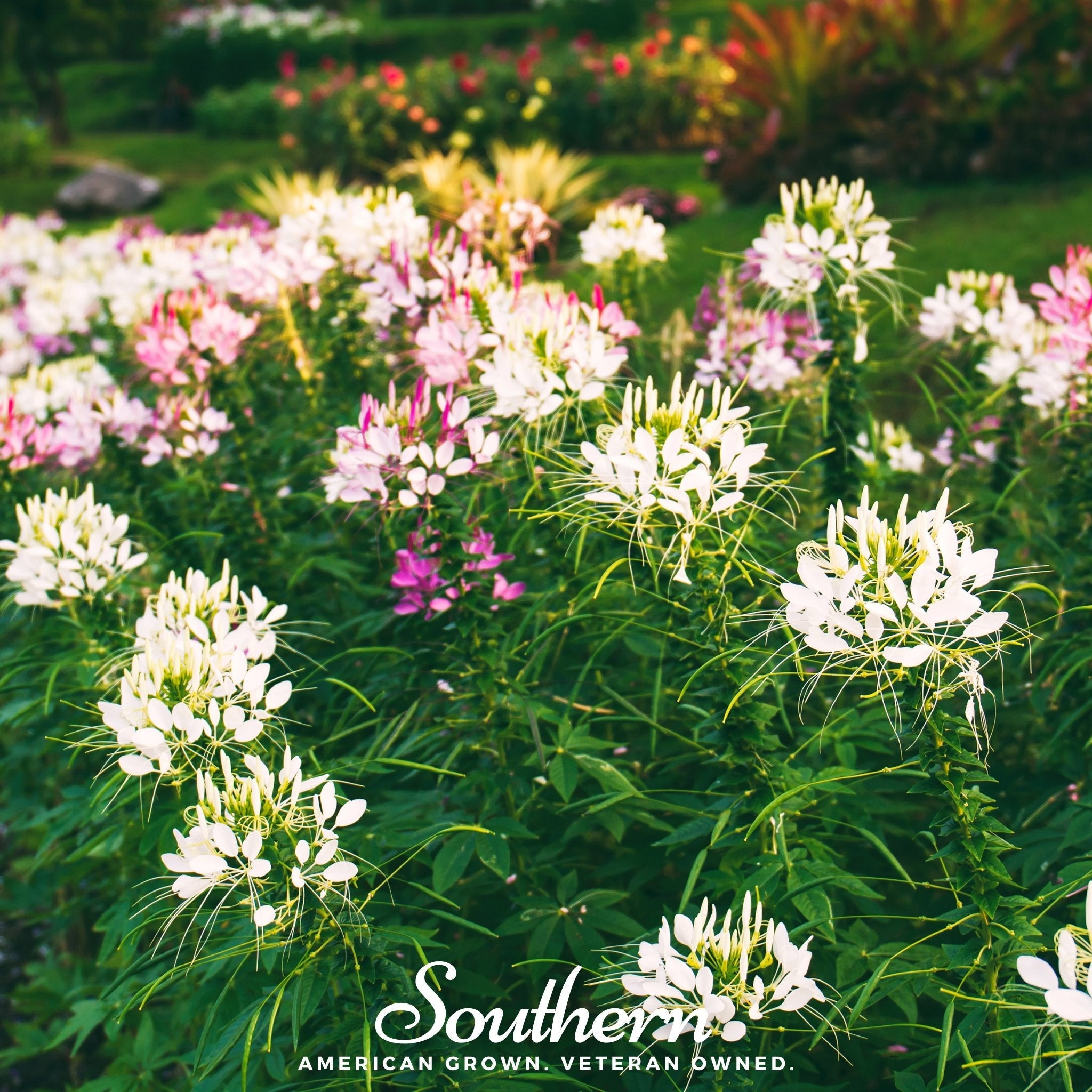 Cleome, Spider Flower (Cleome hassleriana) - 50 Seeds seed packet from Seed Therapy – American - grown, heirloom seeds