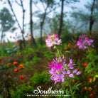 Cleome, Spider Flower (Cleome hassleriana) - 50 Seeds seed packet from Seed Therapy – American - grown, heirloom seeds