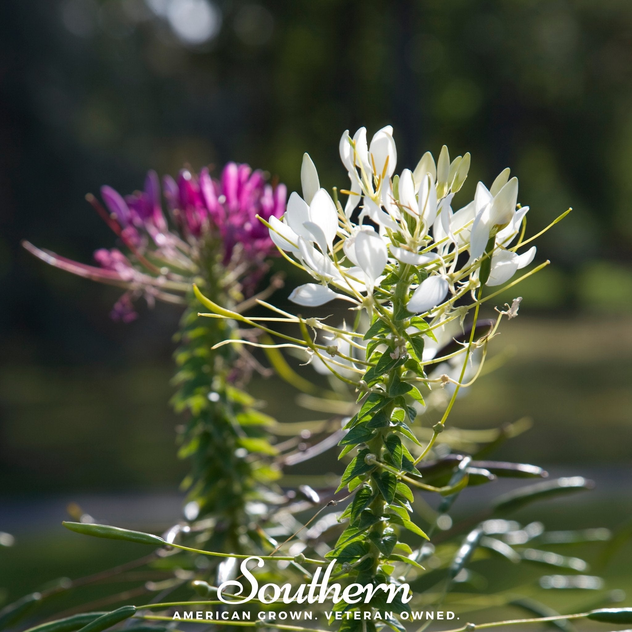 Cleome, Spider Flower (Cleome hassleriana) - 50 Seeds seed packet from Seed Therapy – American - grown, heirloom seeds