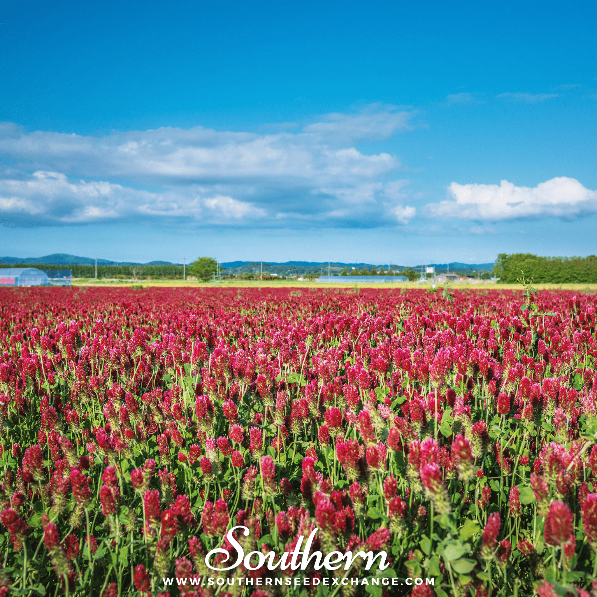 Clover, Crimson "Dixie" (Trifolium incarnatum) - 1000 Seeds seed packet from Seed Therapy – American - grown, heirloom seeds
