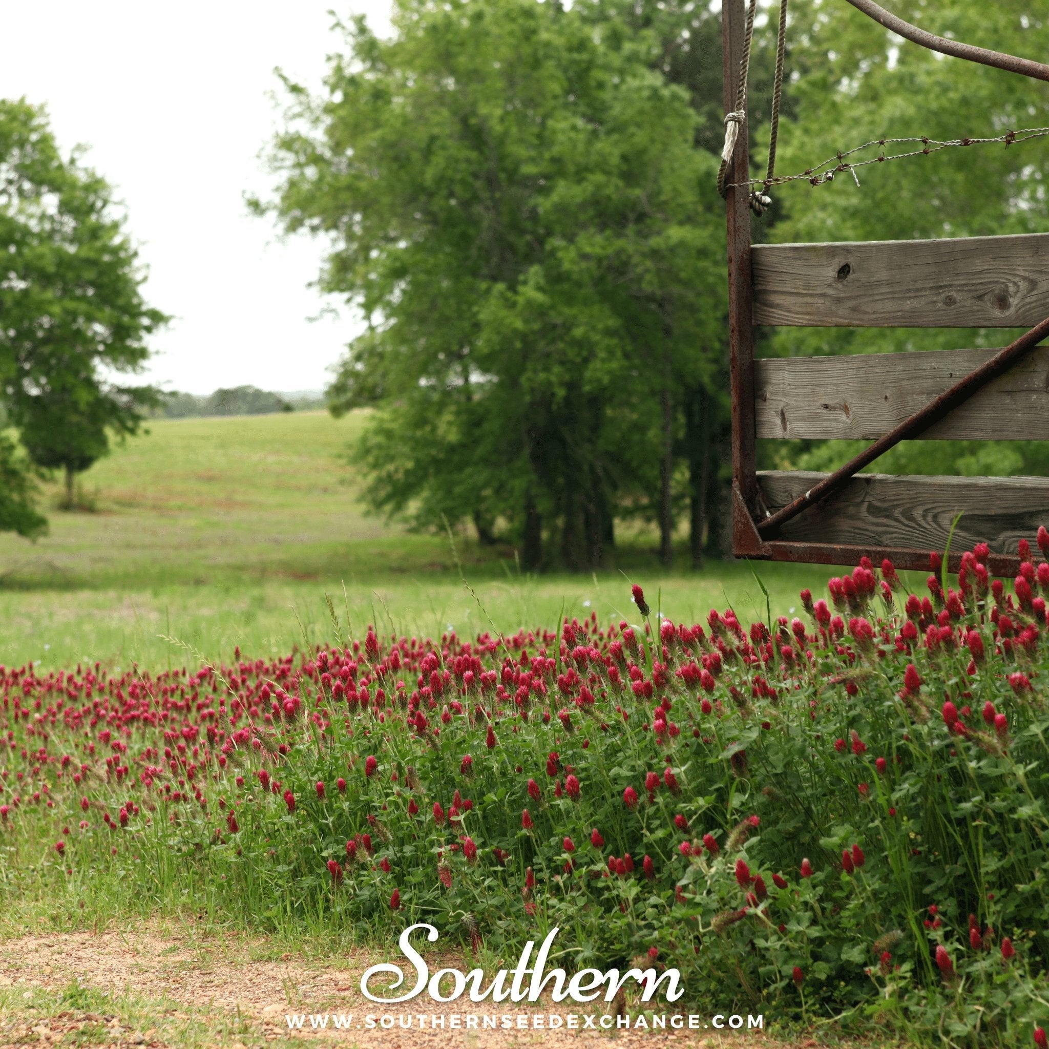 Clover, Crimson "Dixie" (Trifolium incarnatum) - 1000 Seeds seed packet from Seed Therapy – American - grown, heirloom seeds