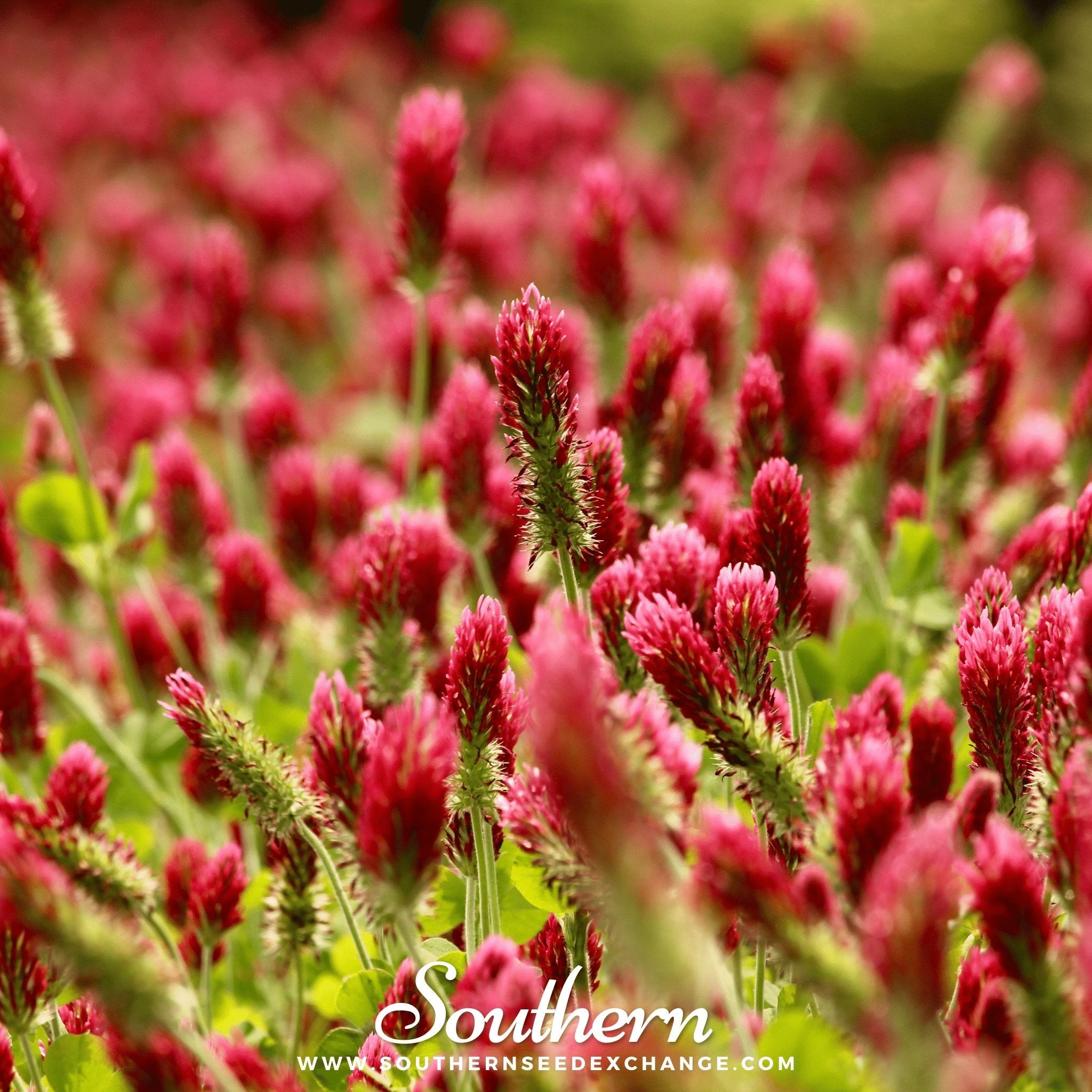 Clover, Crimson "Dixie" (Trifolium incarnatum) - 1000 Seeds seed packet from Seed Therapy – American - grown, heirloom seeds