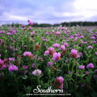 Clover, Red (Trifolium pratense) - 200 Seeds seed packet from Seed Therapy – American - grown, heirloom seeds