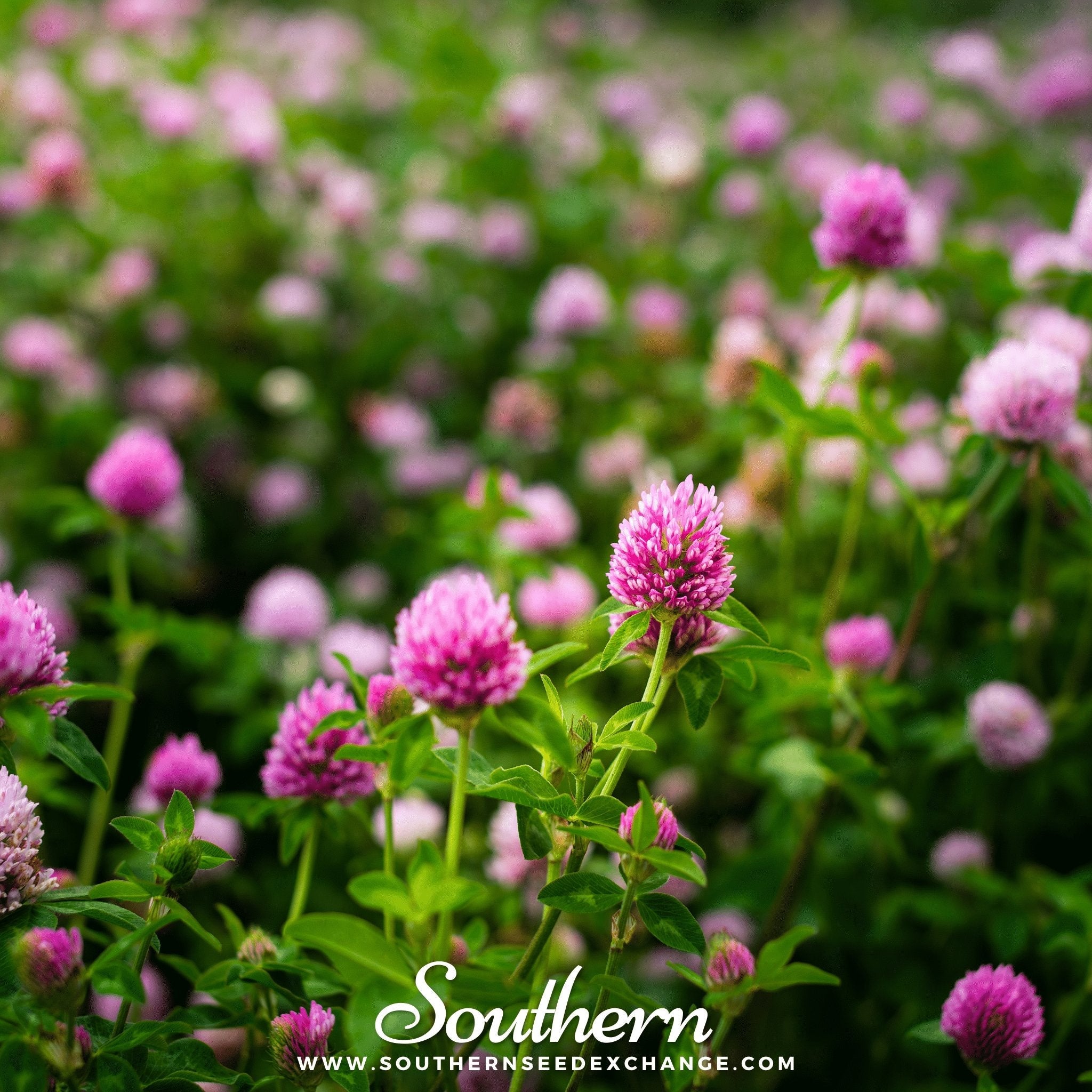 Clover, Red (Trifolium pratense) - 200 Seeds seed packet from Seed Therapy – American - grown, heirloom seeds