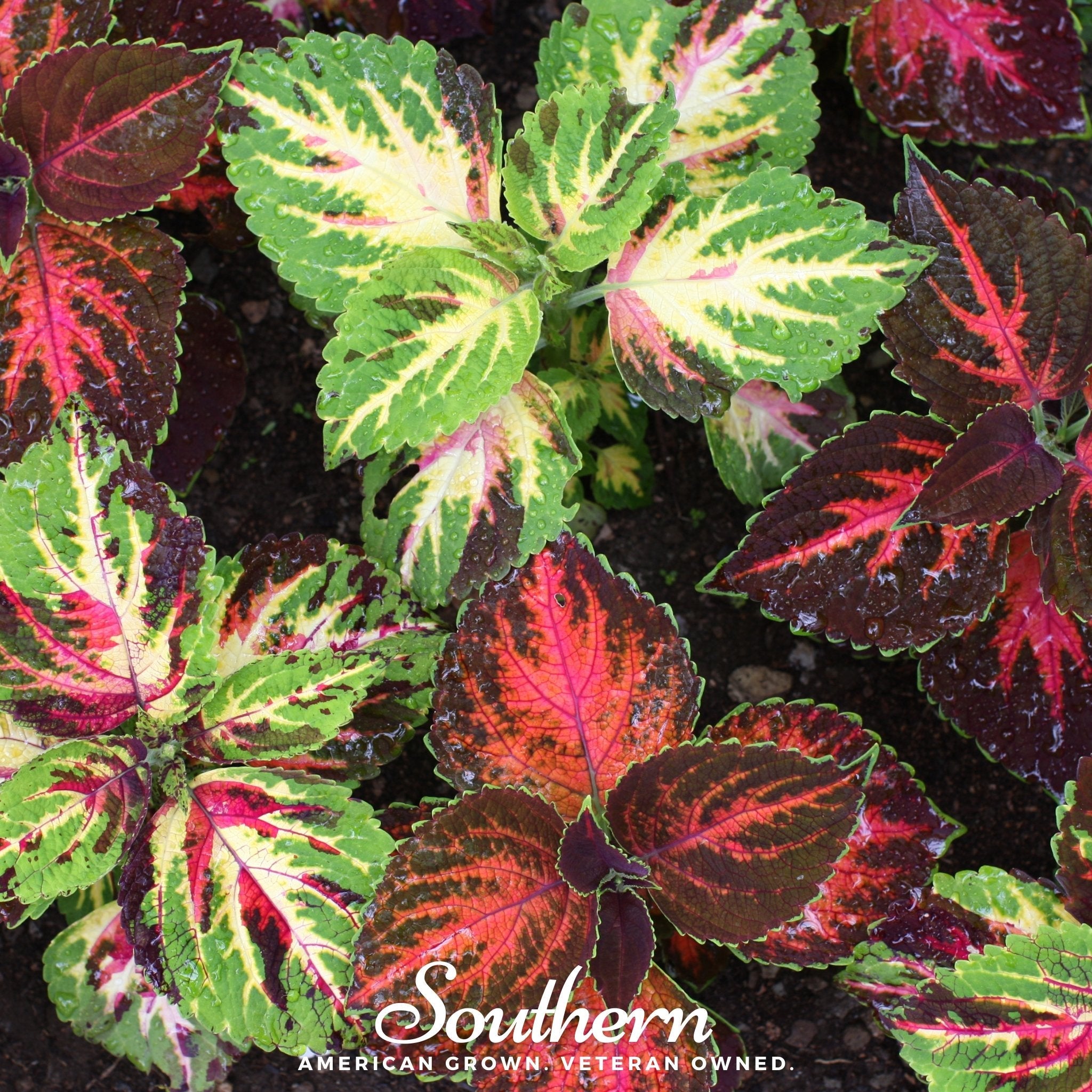 Coleus, Rainbow Mix (Solenostemon scutellarioides) - 250 Seeds seed packet from Seed Therapy – American - grown, heirloom seeds
