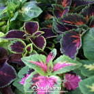 Coleus, Rainbow Mix (Solenostemon scutellarioides) - 250 Seeds seed packet from Seed Therapy – American - grown, heirloom seeds