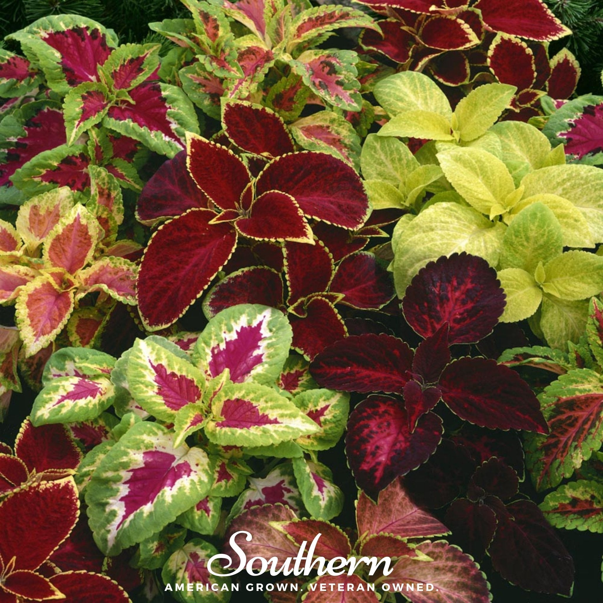 Coleus, Rainbow Mix (Solenostemon scutellarioides) - 250 Seeds seed packet from Seed Therapy – American - grown, heirloom seeds