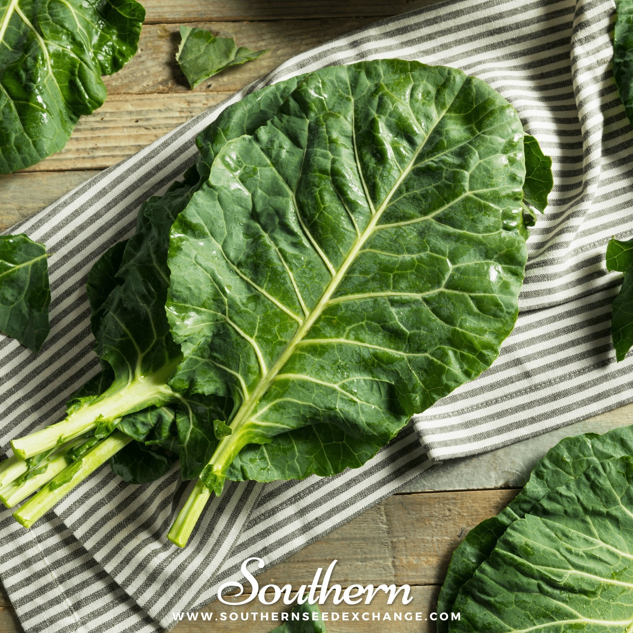 Collard, Champion (Brassica oleracea) - 100 Seeds seed packet from Seed Therapy – American - grown, heirloom seeds