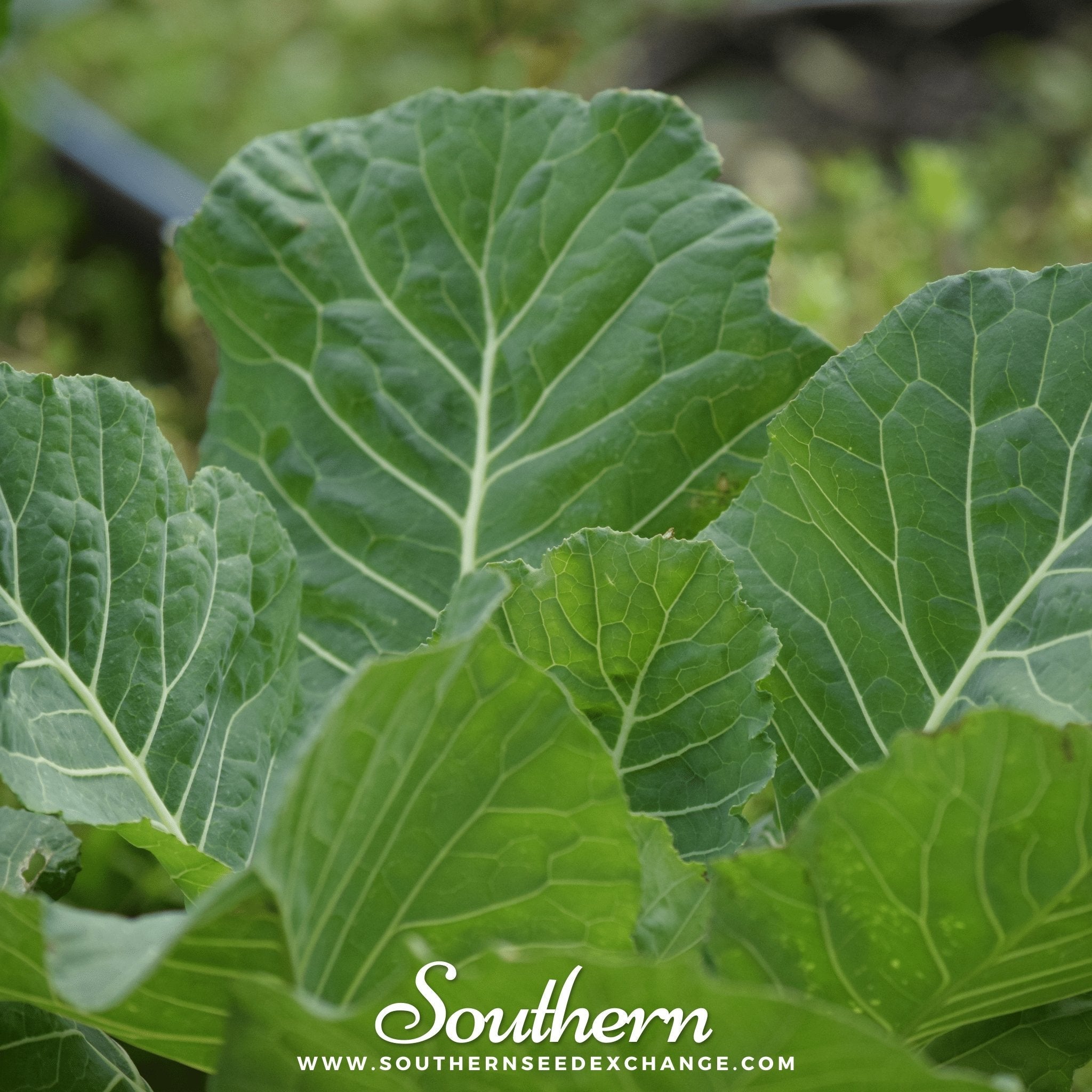 Collard, Vates (Brassica oleracea) - 200 Seeds seed packet from Seed Therapy – American - grown, heirloom seeds