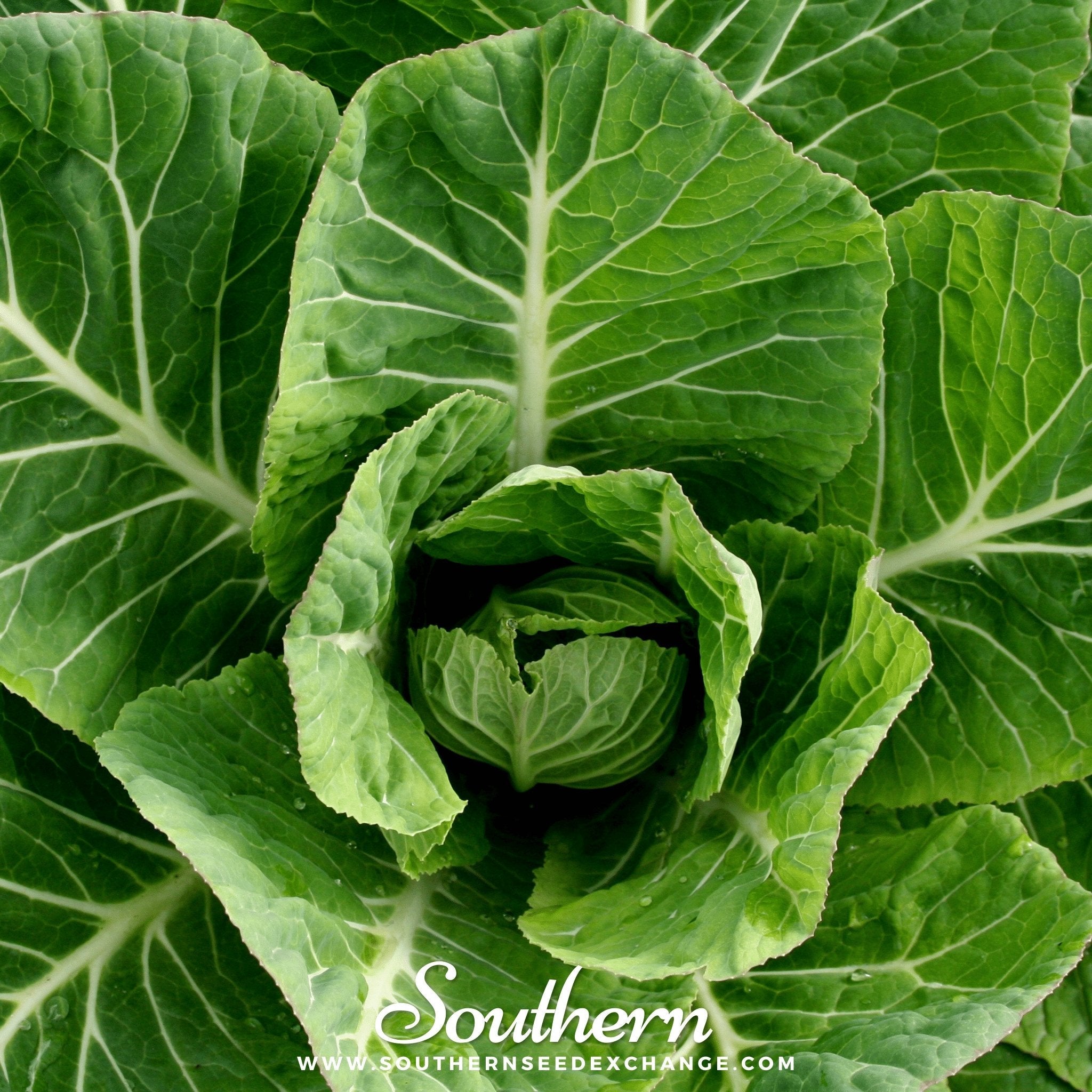 Collard, Vates (Brassica oleracea) - 200 Seeds seed packet from Seed Therapy – American - grown, heirloom seeds