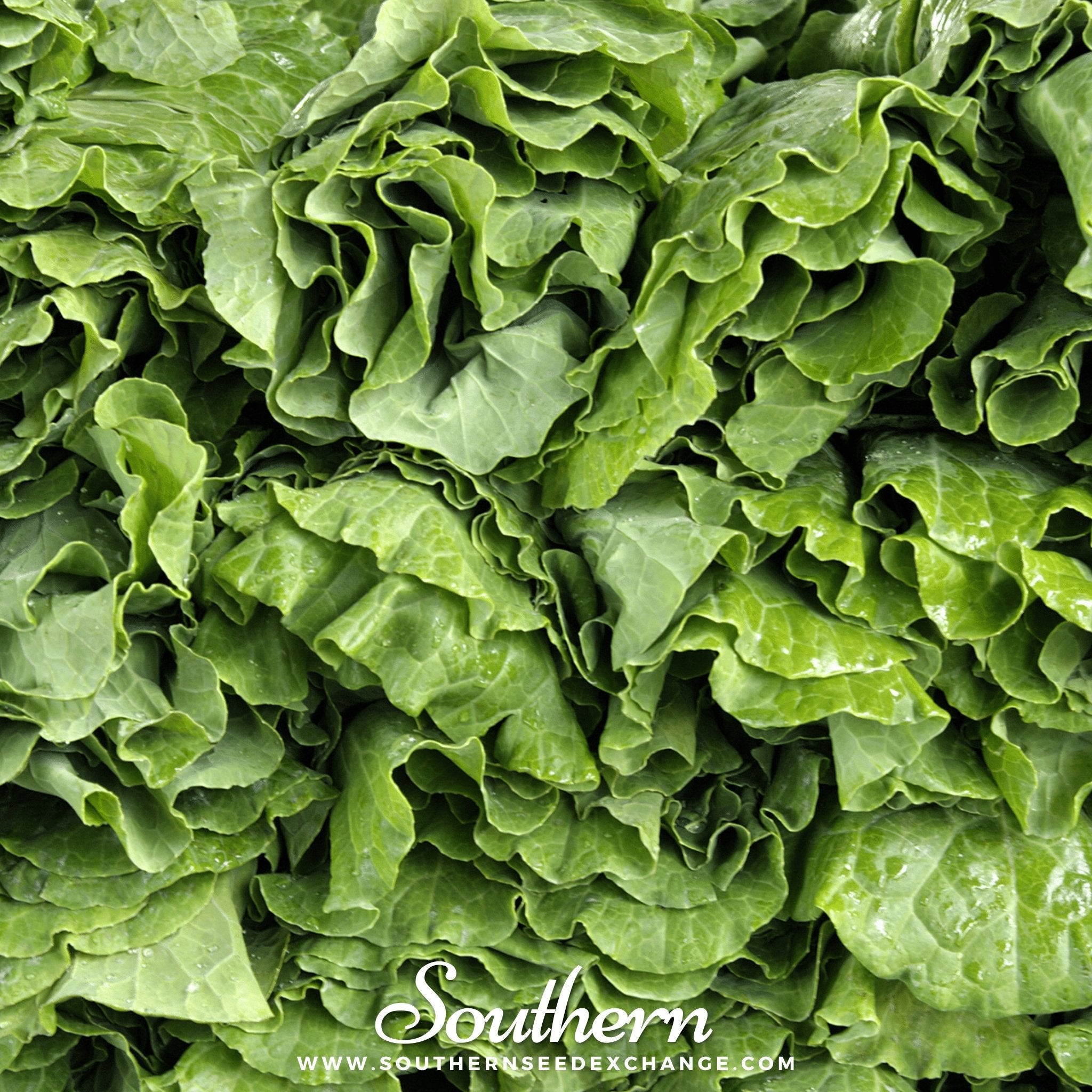 Collard, Vates (Brassica oleracea) - 200 Seeds seed packet from Seed Therapy – American - grown, heirloom seeds