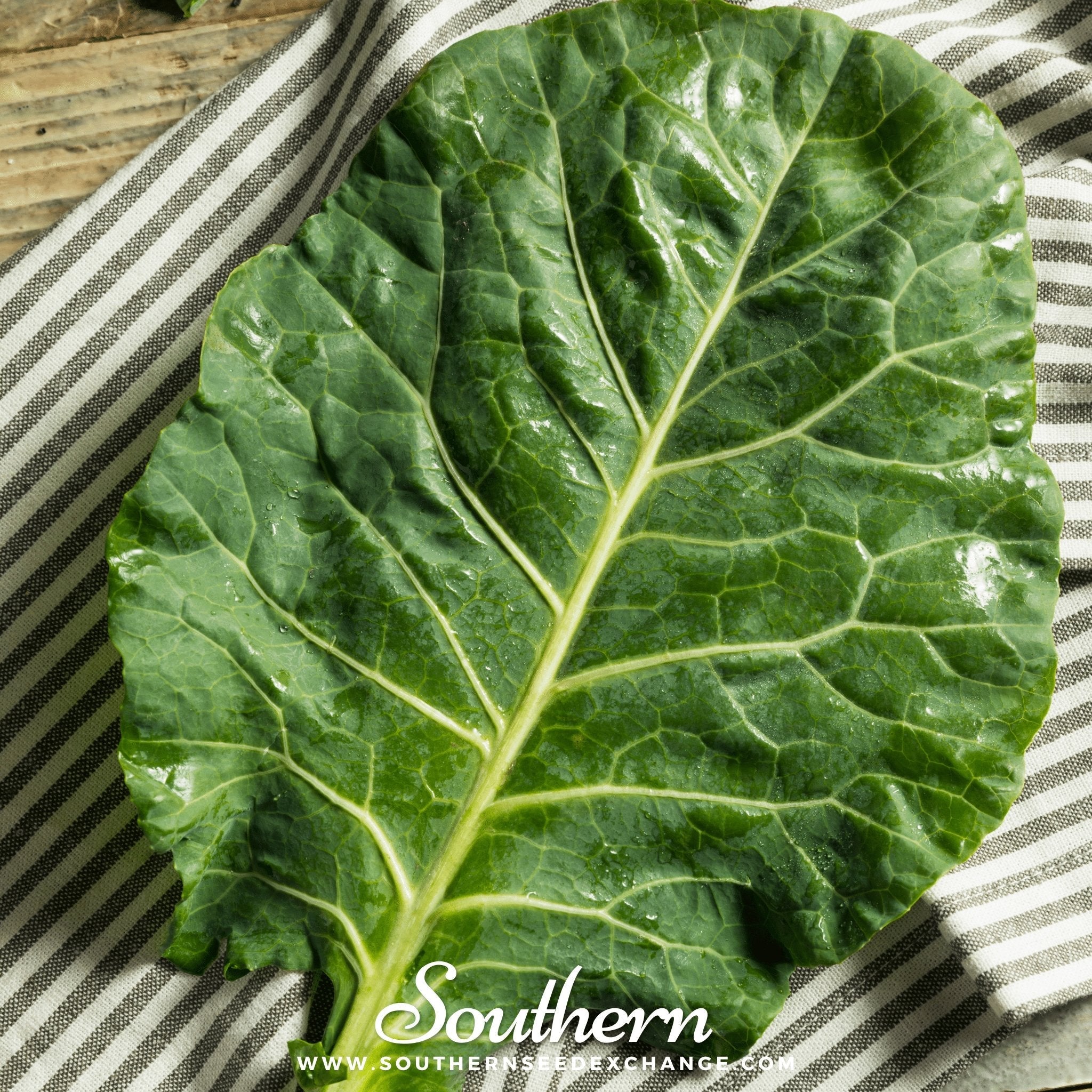 Collard, Vates (Brassica oleracea) - 200 Seeds seed packet from Seed Therapy – American - grown, heirloom seeds