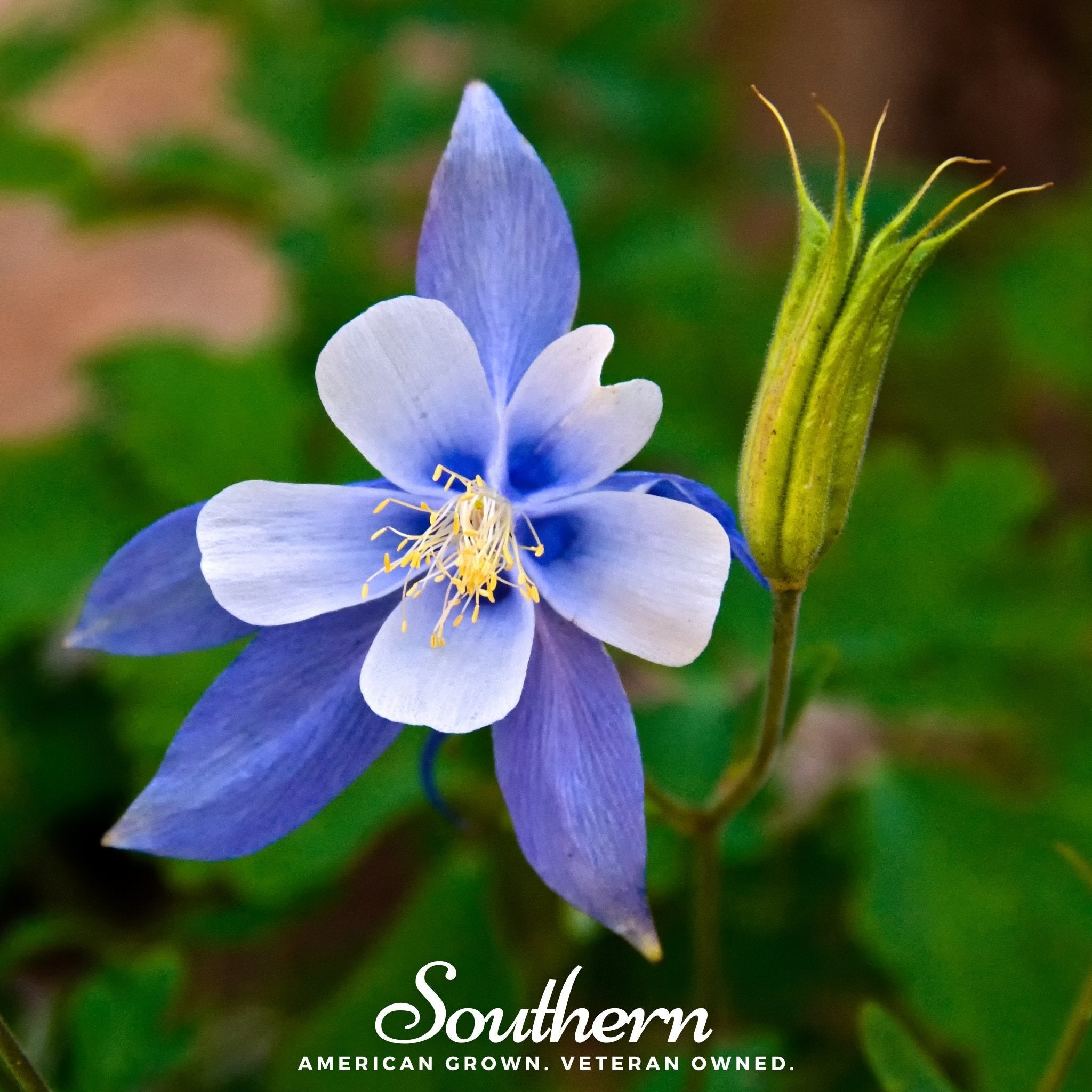 Columbine, Colorado Blue (Aquilegia vulgaris) - 100 Seeds seed packet from Seed Therapy – American - grown, heirloom seeds